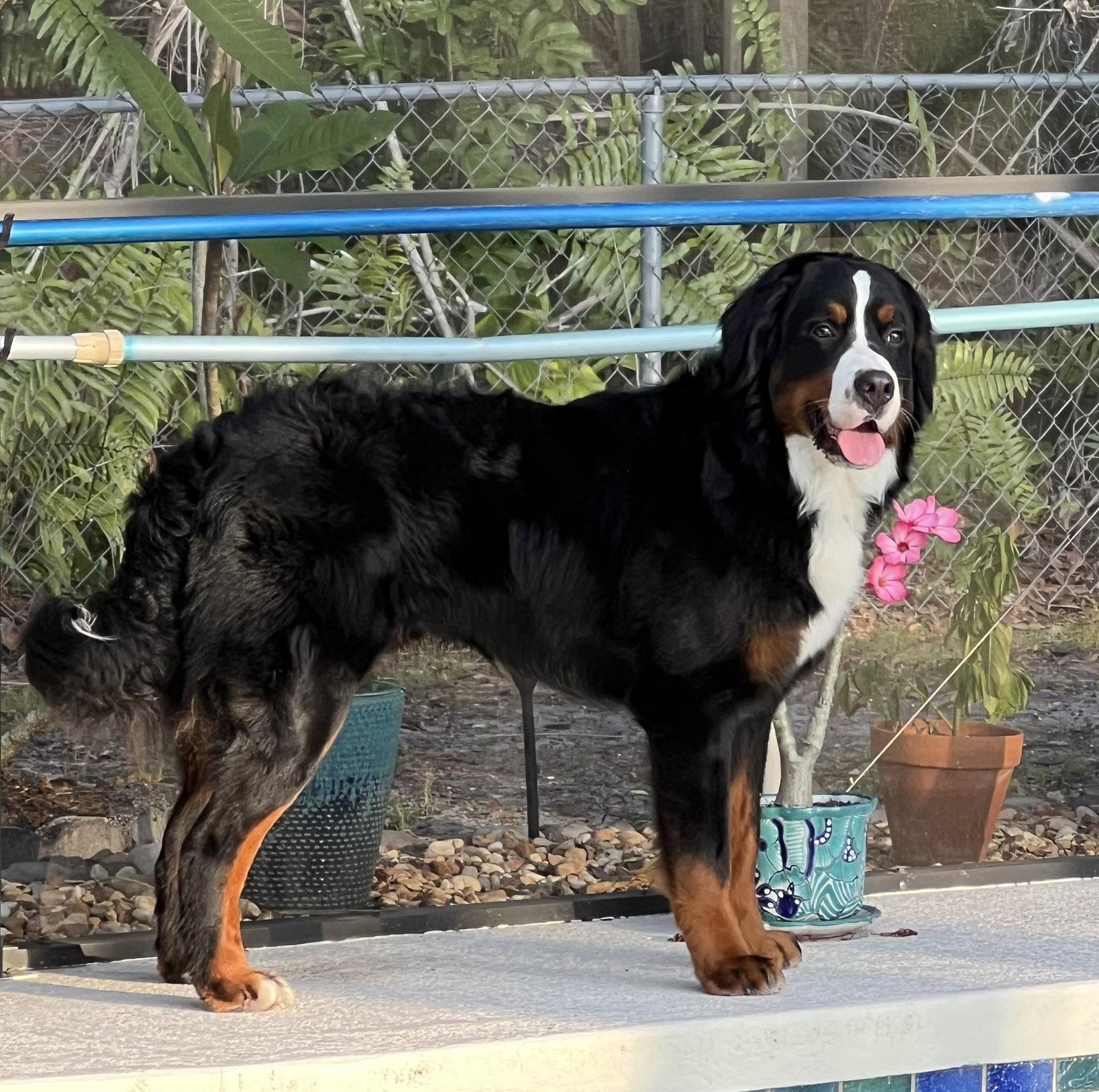 Enlarge Camo, a Adoptable Bernese Mountain Dog in Valrico, FL image 1/3