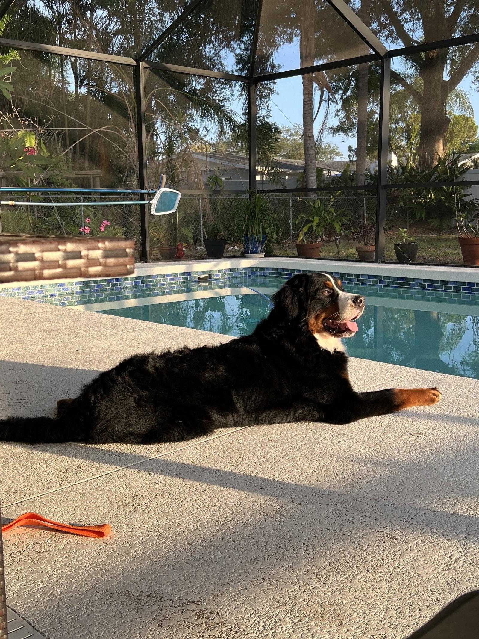 Enlarge Camo, a Adoptable Bernese Mountain Dog in Valrico, FL image 2/3