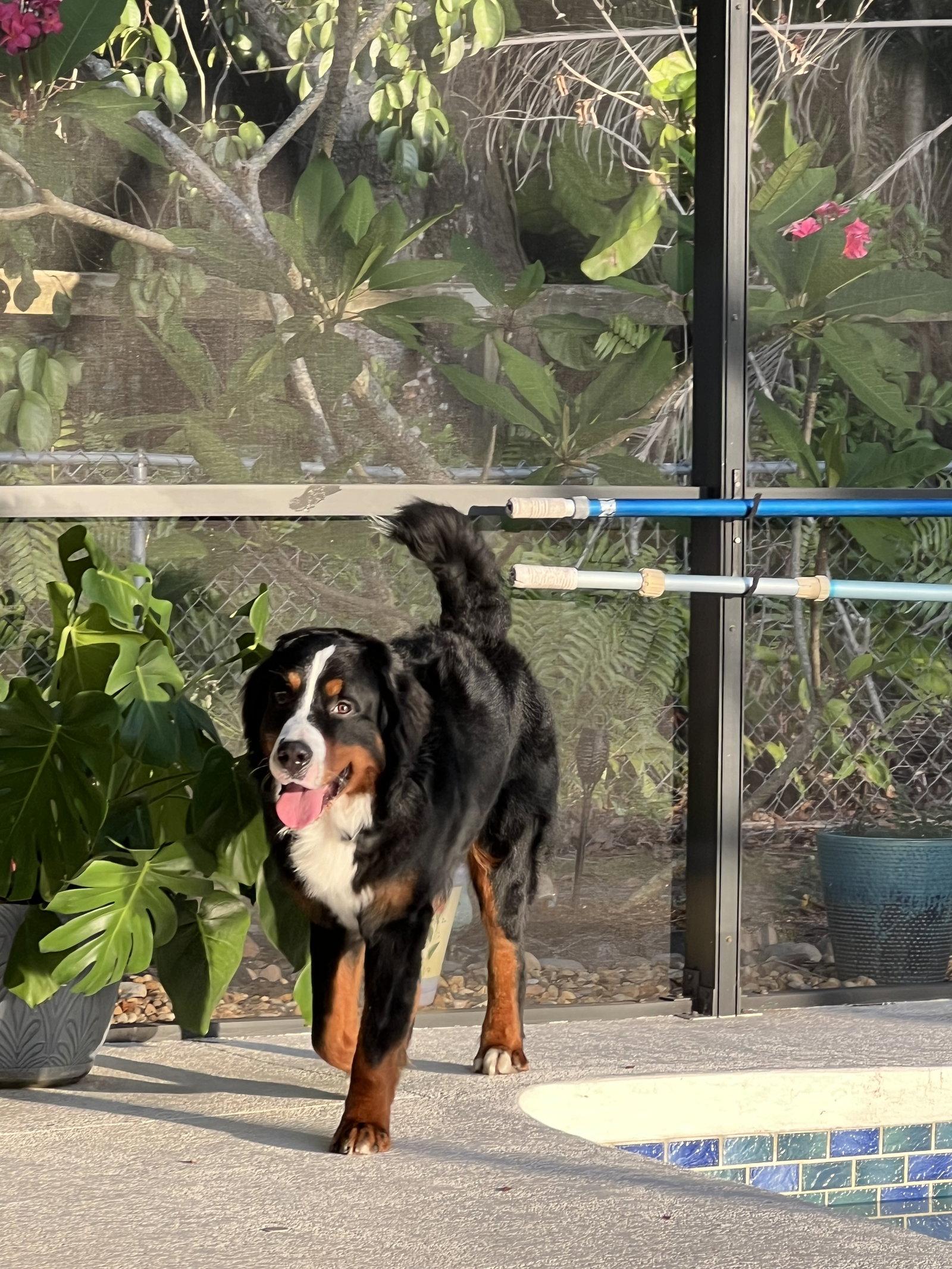 Enlarge Camo, a Adoptable Bernese Mountain Dog in Valrico, FL image 3/3