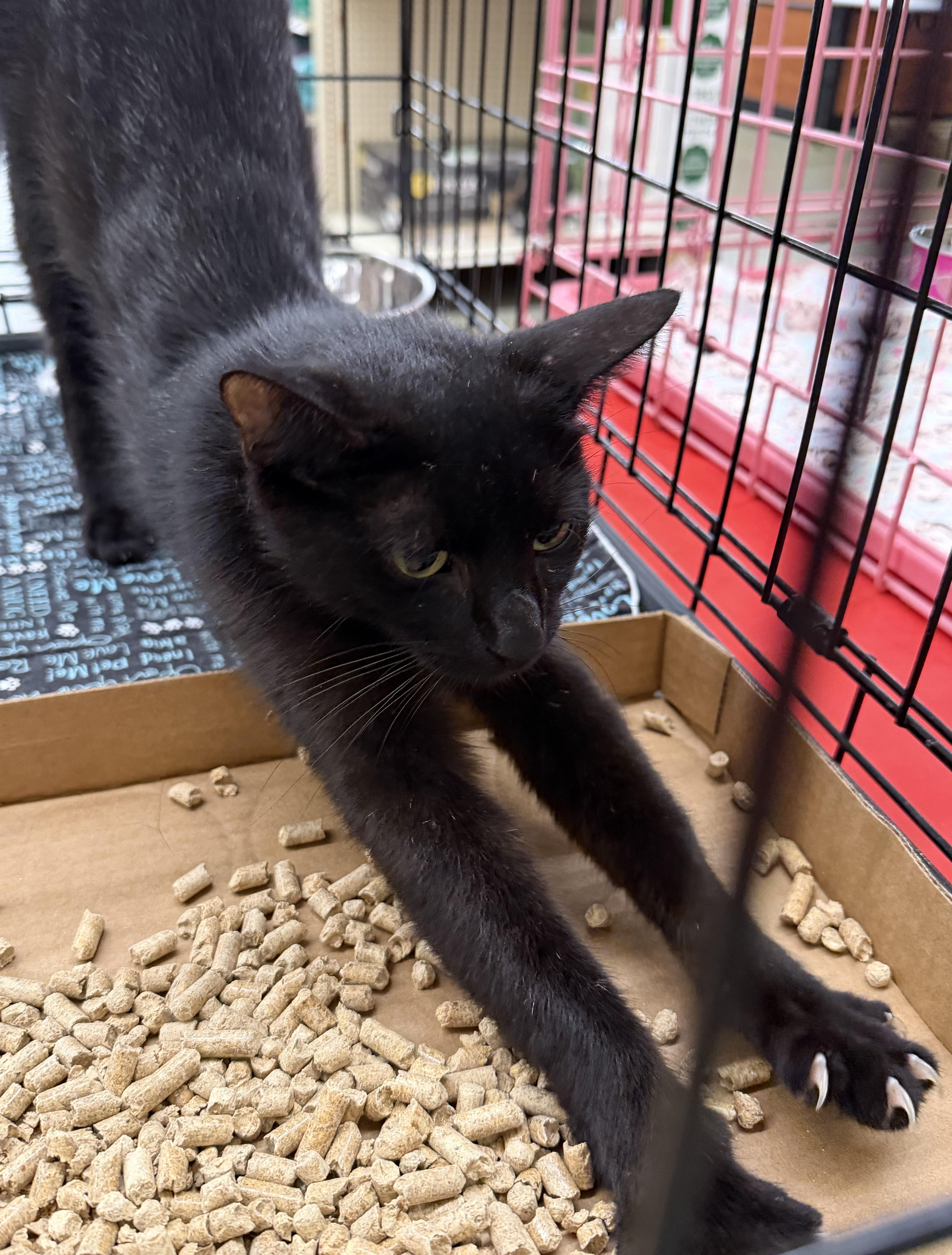 Enlarge Aretha, an adopted Domestic Short Hair in Columbia, SC image 2/3