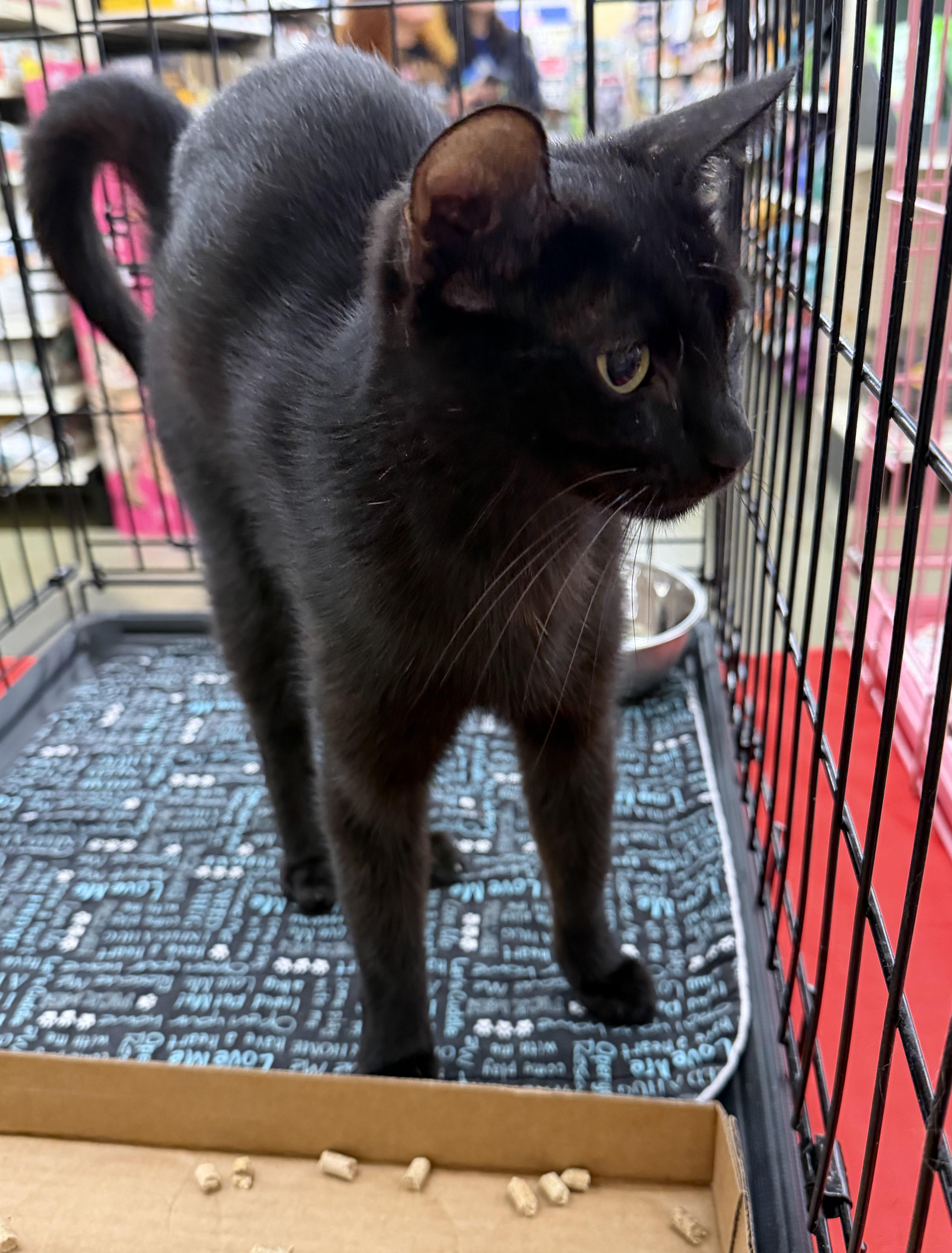 Enlarge Aretha, an adopted Domestic Short Hair in Columbia, SC image 3/3
