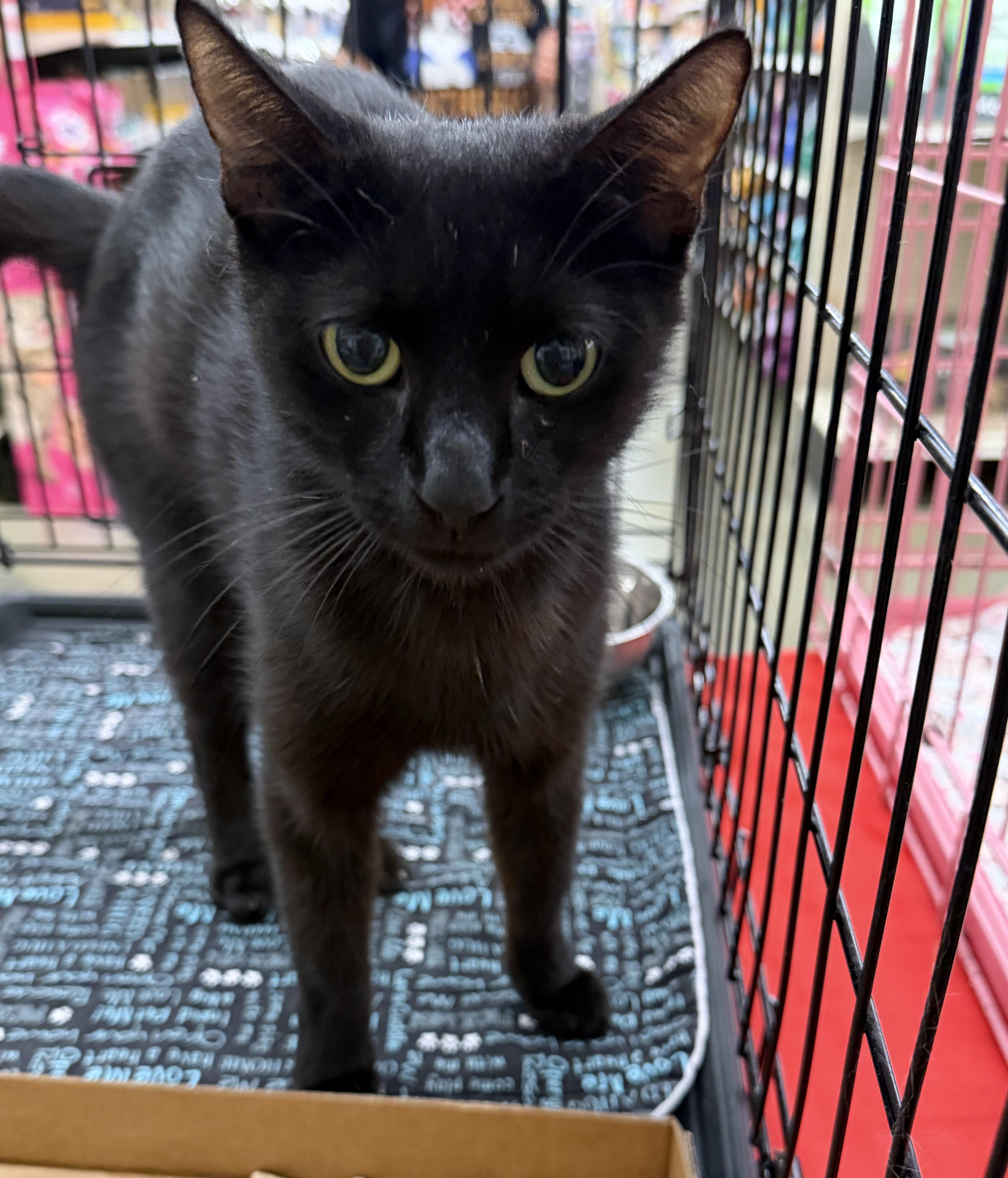Aretha, adopted, Young Female Domestic Short Hair.