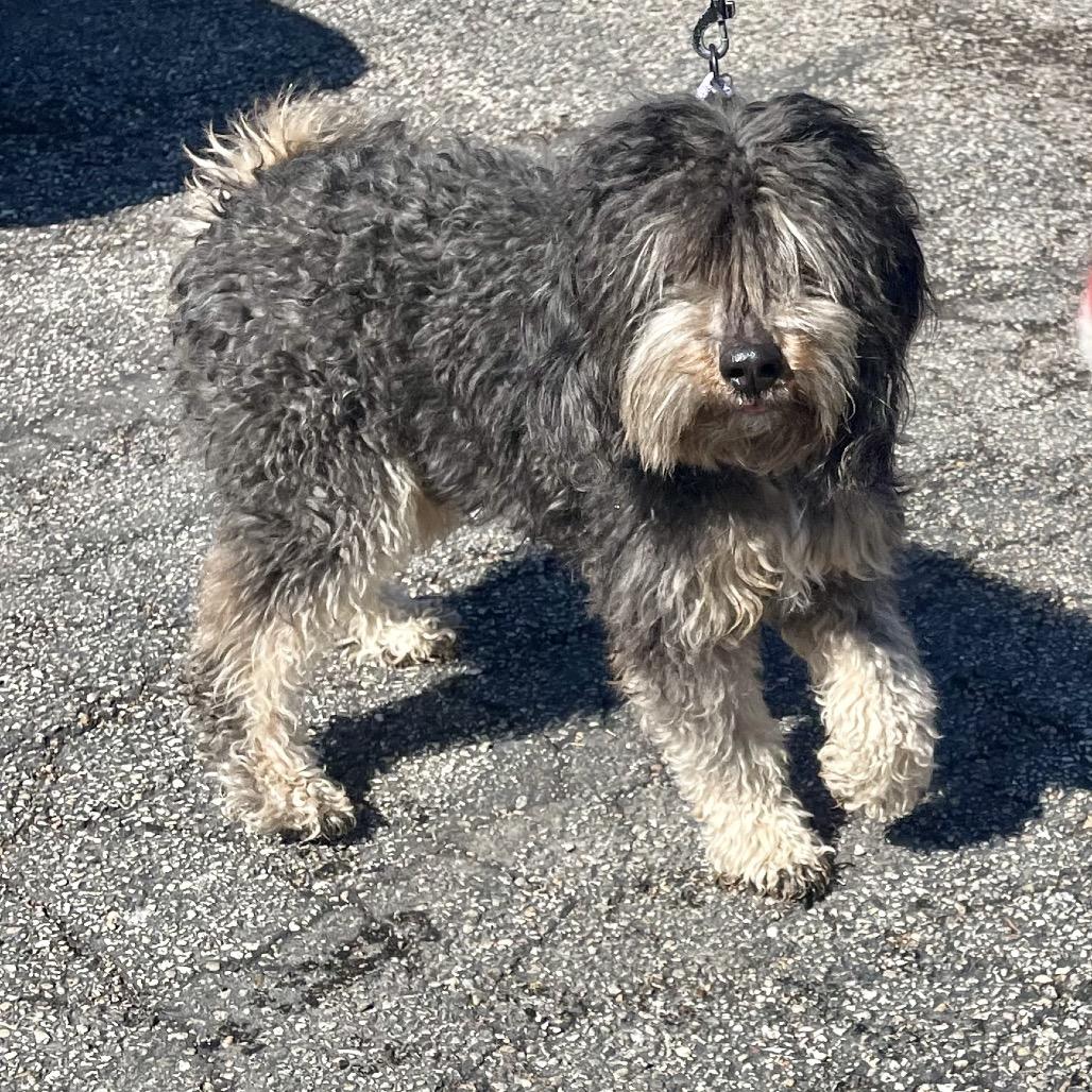 Diva — thumbnail 3