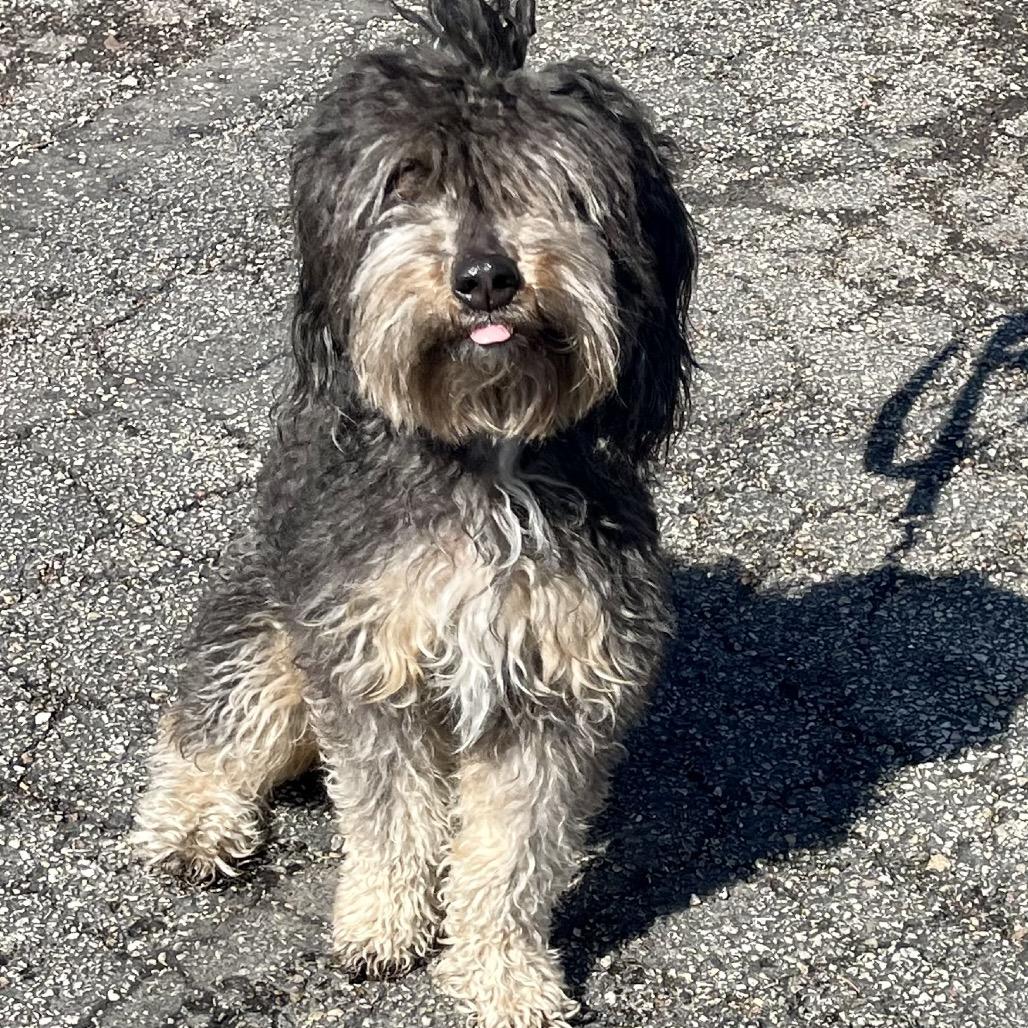 Diva — thumbnail 4