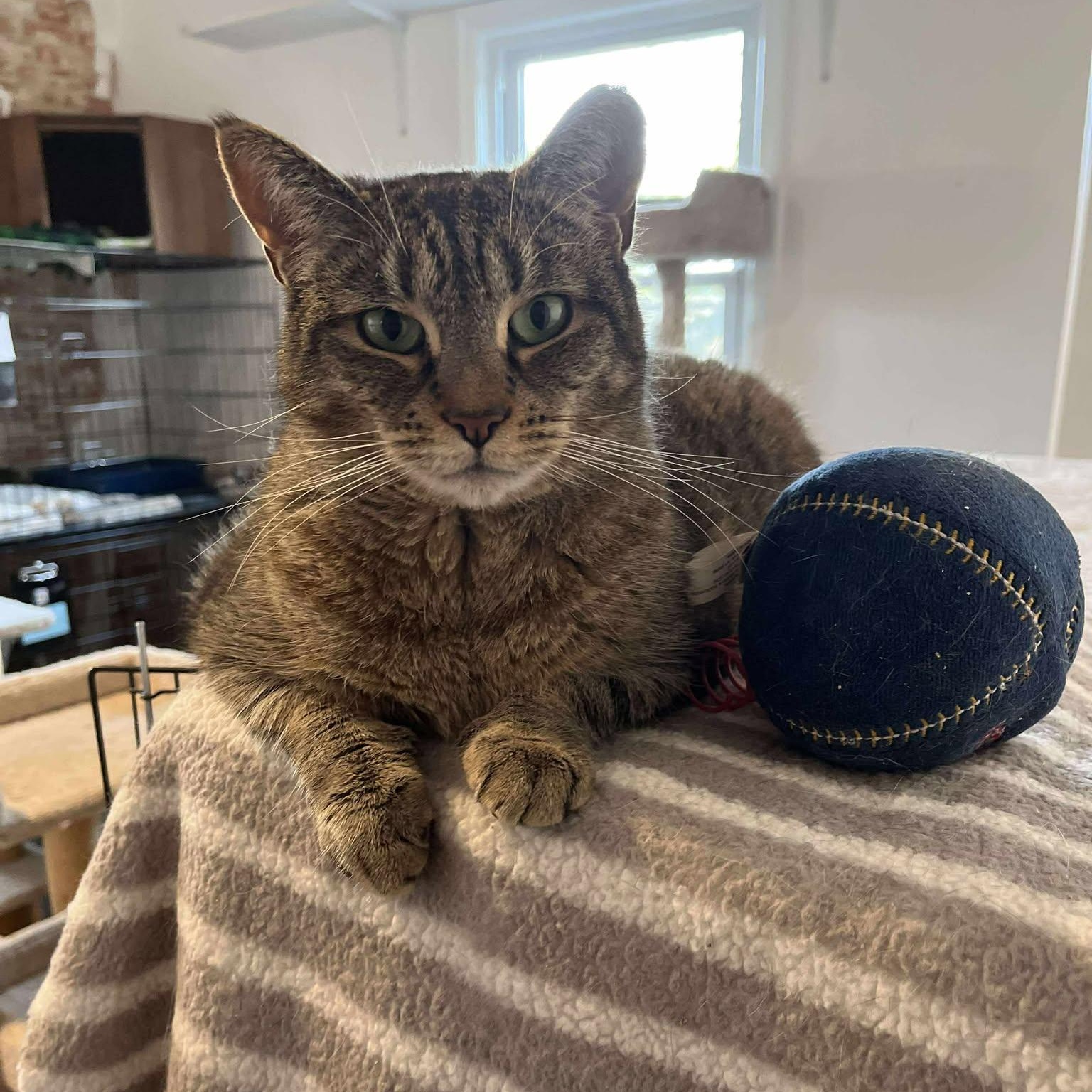 Emmie, Adoptable, Adult Female Tabby.