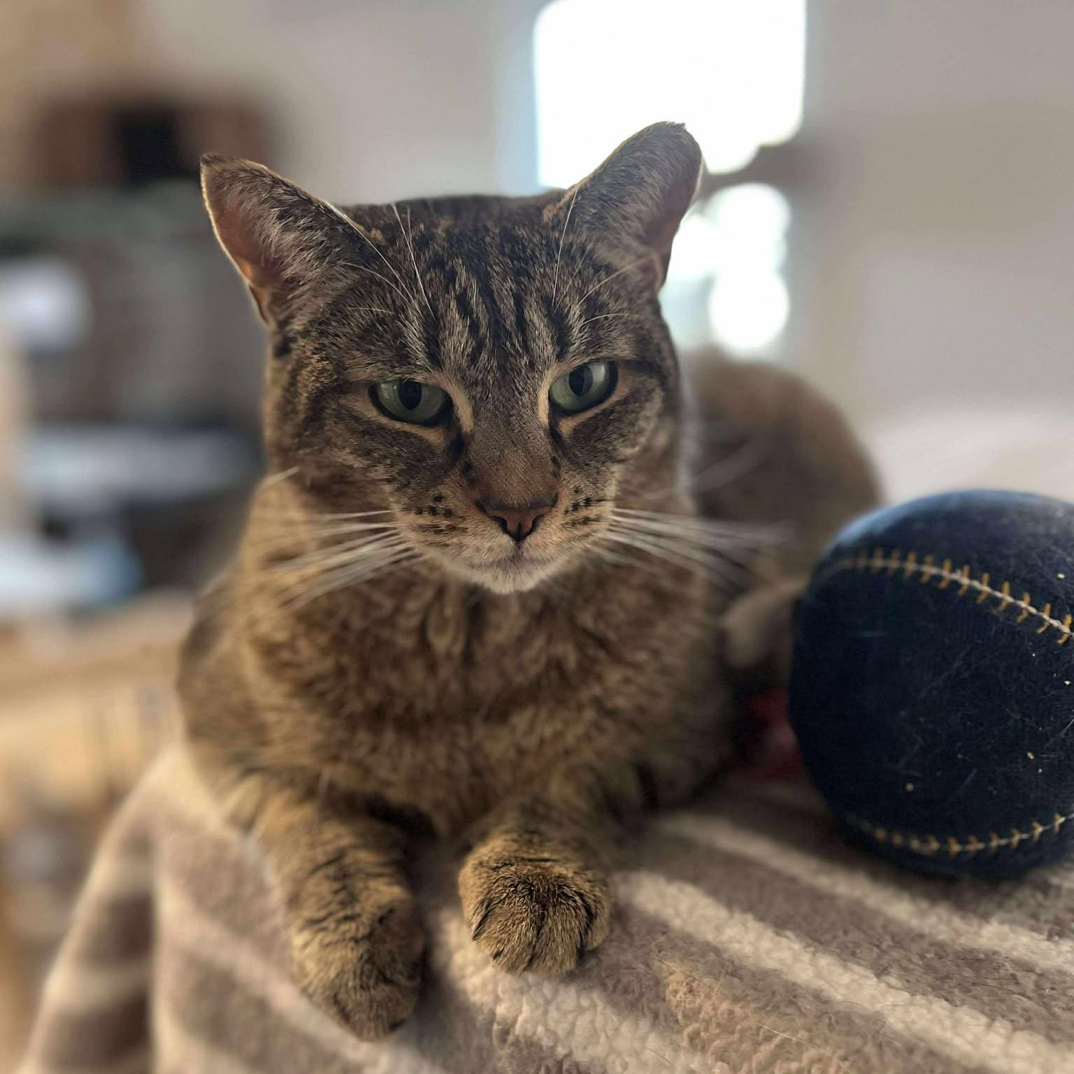 Emmie, a Adoptable Tabby in Huntington, NY image 2/2