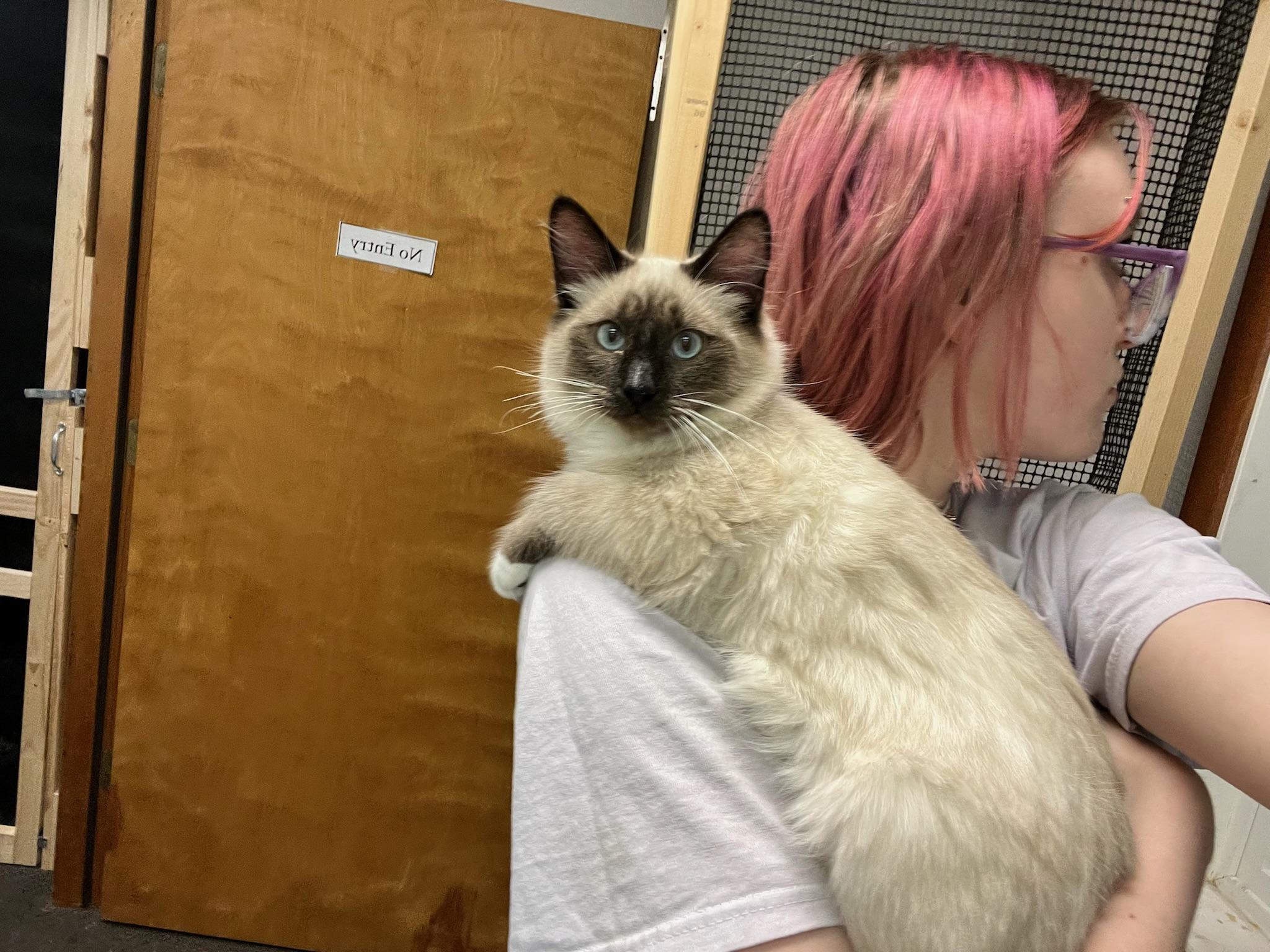 Enlarge Marshmallow, a Adopted mixed breed in Anchorage, AK image 1/3