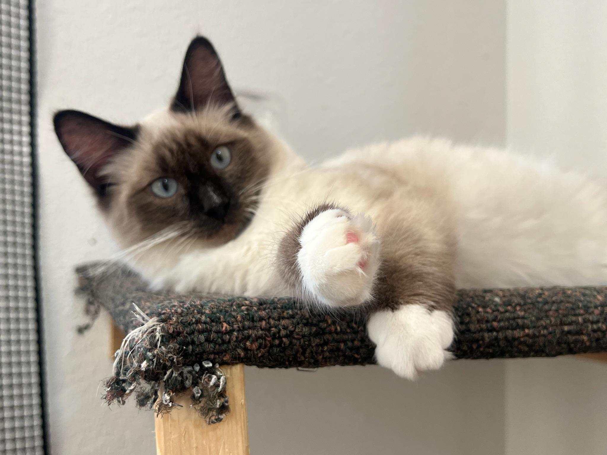 Enlarge Marshmallow, a Adopted mixed breed in Anchorage, AK image 3/3