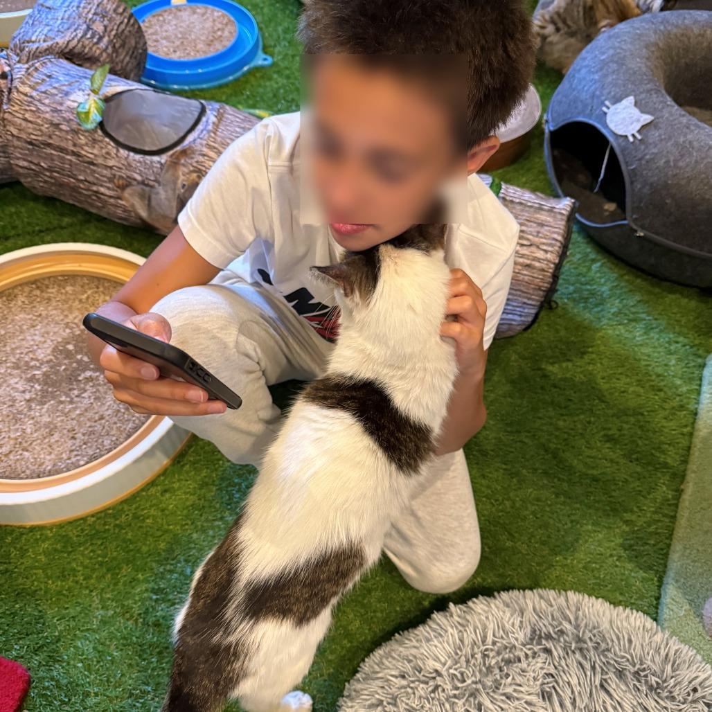 BCAS Spike, Adoptable, Senior Male Domestic Short Hair.