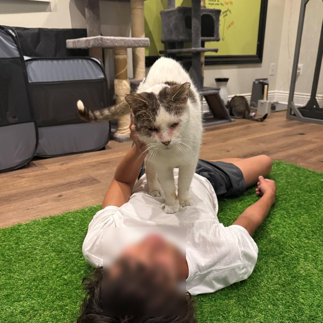 Enlarge BCAS Spike, a Adoptable Domestic Short Hair in Abingdon, MD image 2/6