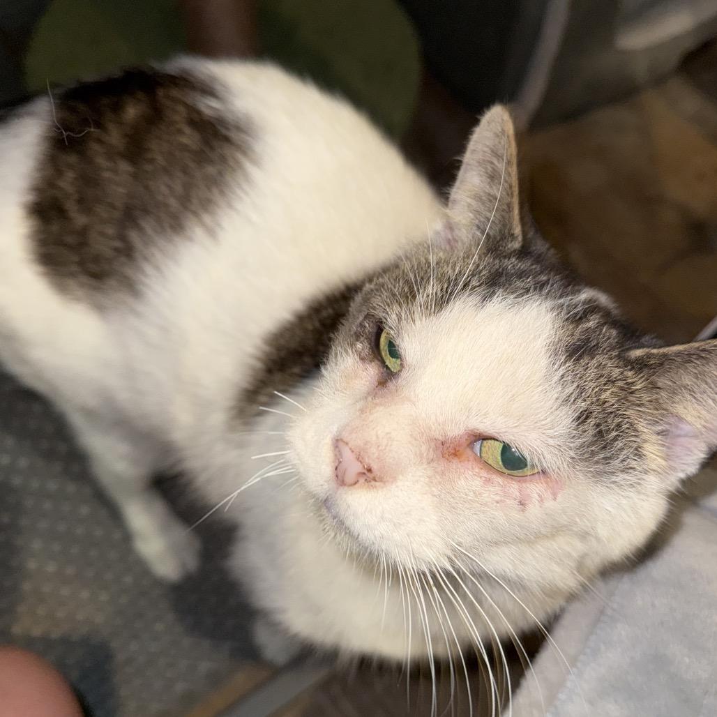 Enlarge BCAS Spike, a Adoptable Domestic Short Hair in Abingdon, MD image 3/6