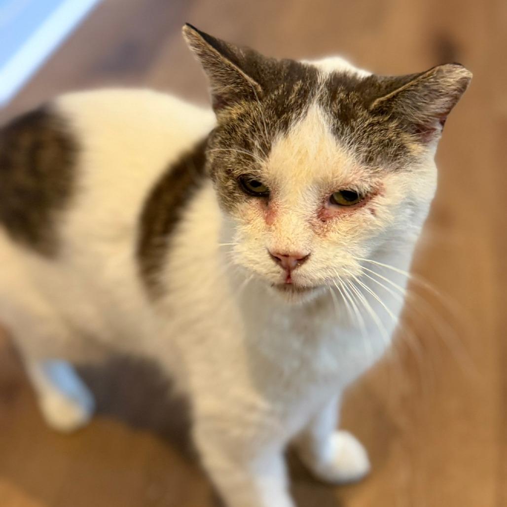 Enlarge BCAS Spike, a Adoptable Domestic Short Hair in Abingdon, MD image 4/6