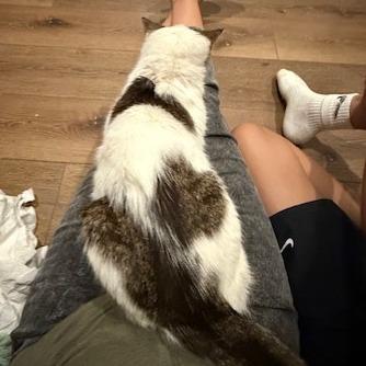 Enlarge BCAS Spike, a Adoptable Domestic Short Hair in Abingdon, MD image 5/6