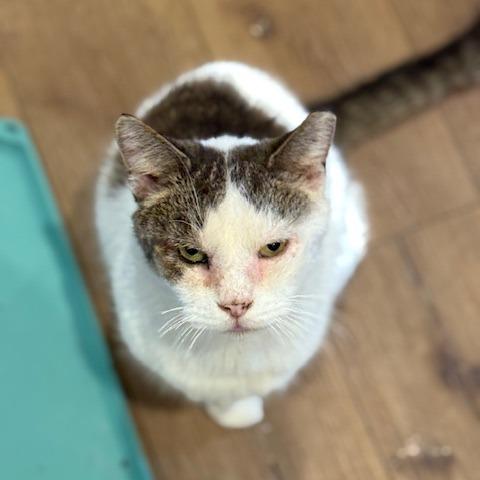 Enlarge BCAS Spike, a Adoptable Domestic Short Hair in Abingdon, MD image 6/6