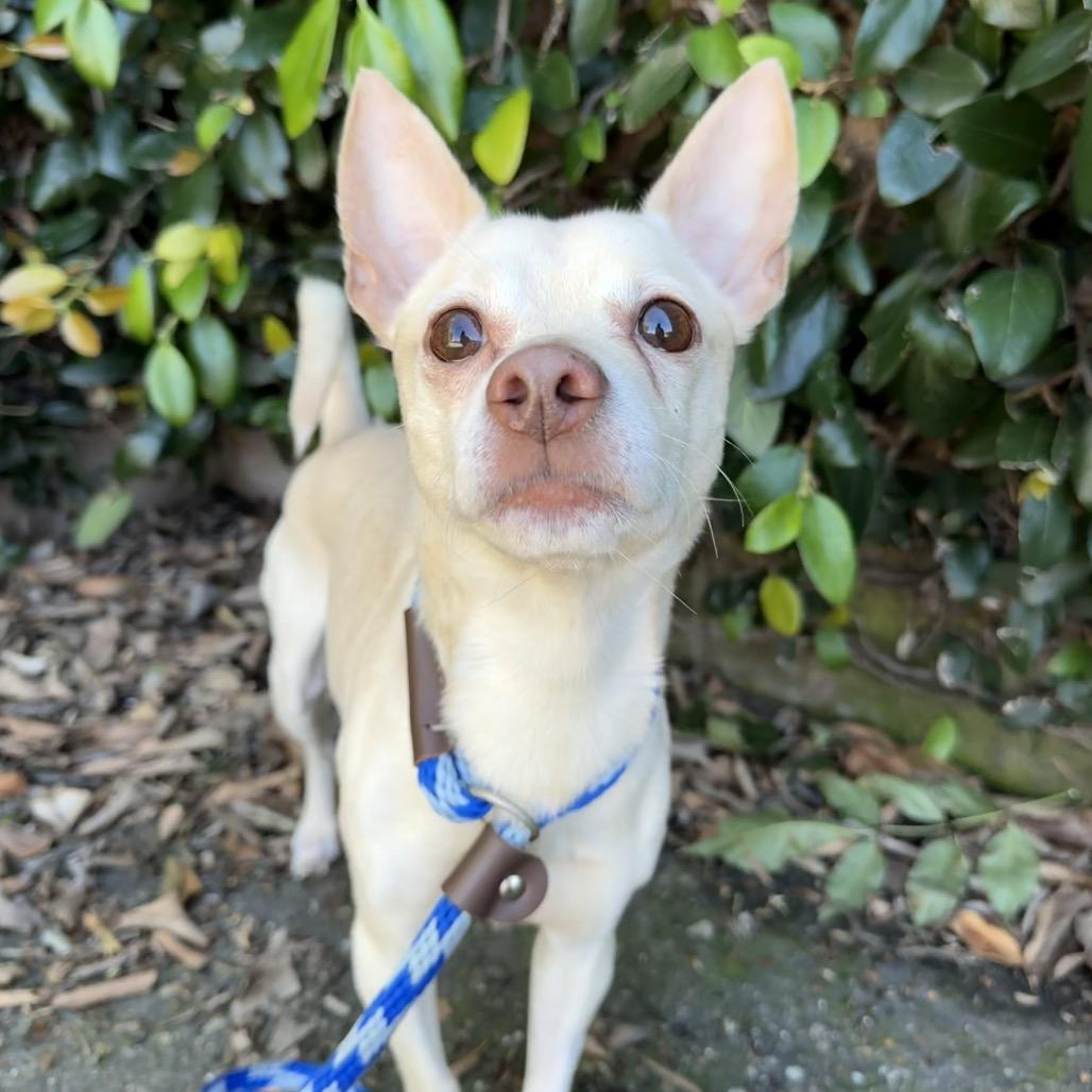 Lionel, Adoptable, Adult Male Chihuahua.