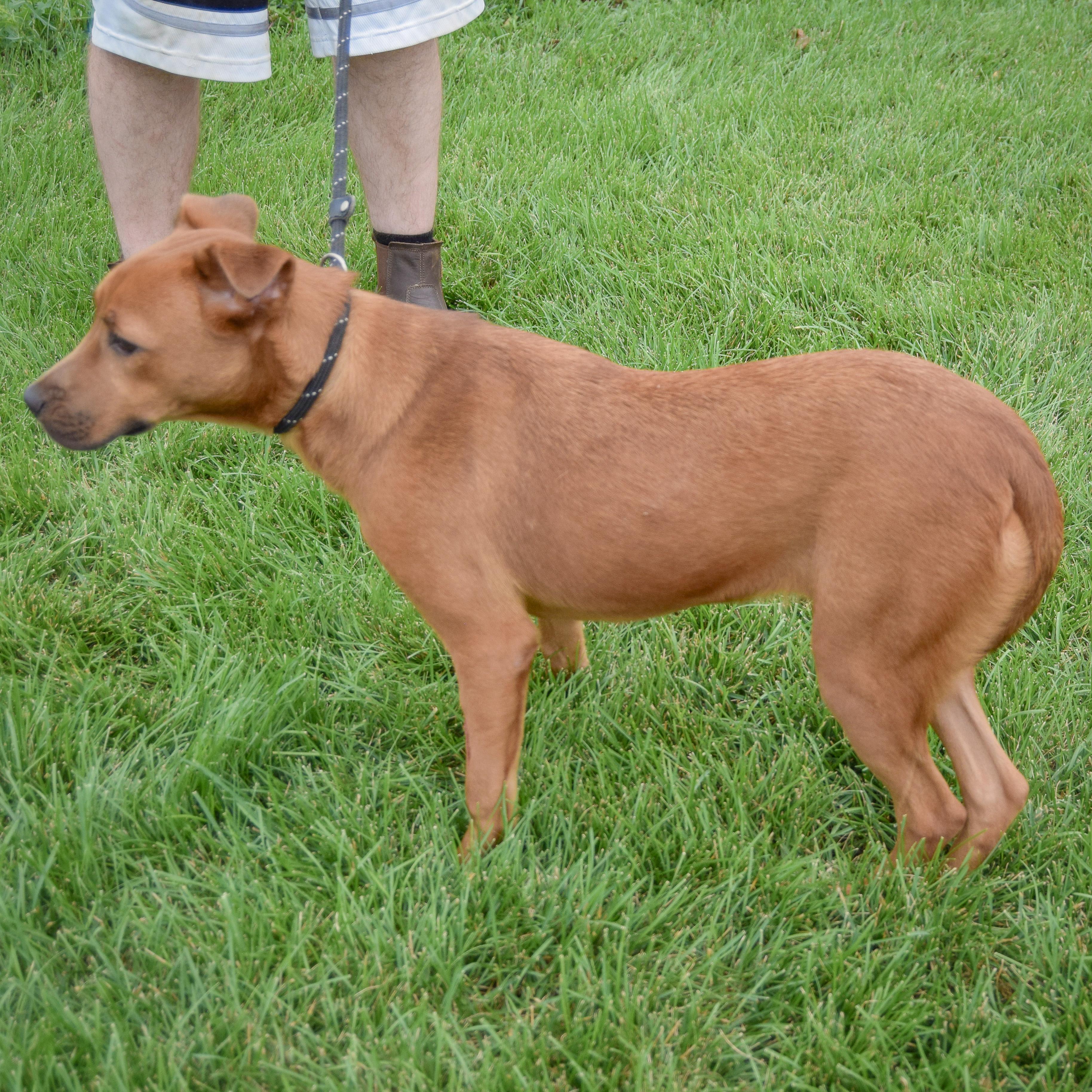 Enlarge Butterfly, a Adoptable mixed breed in Huntley, IL image 4/5