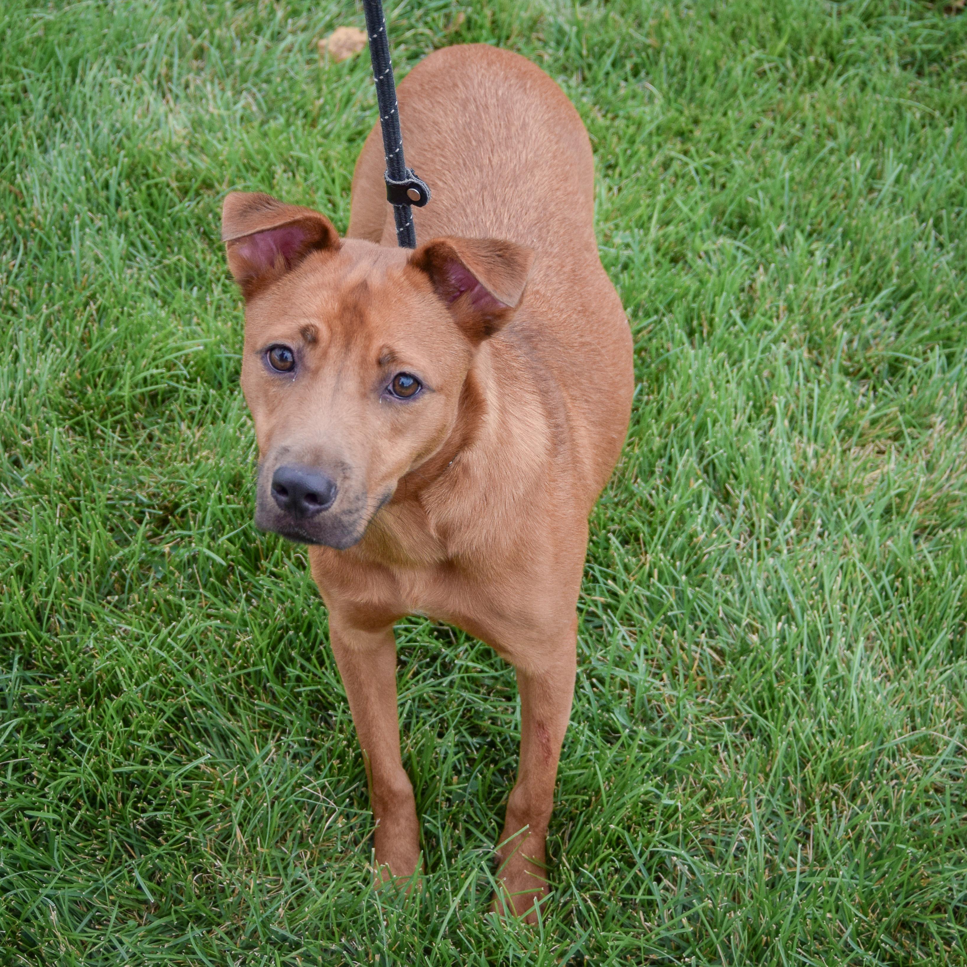 Enlarge Butterfly, a Adoptable mixed breed in Huntley, IL image 3/5