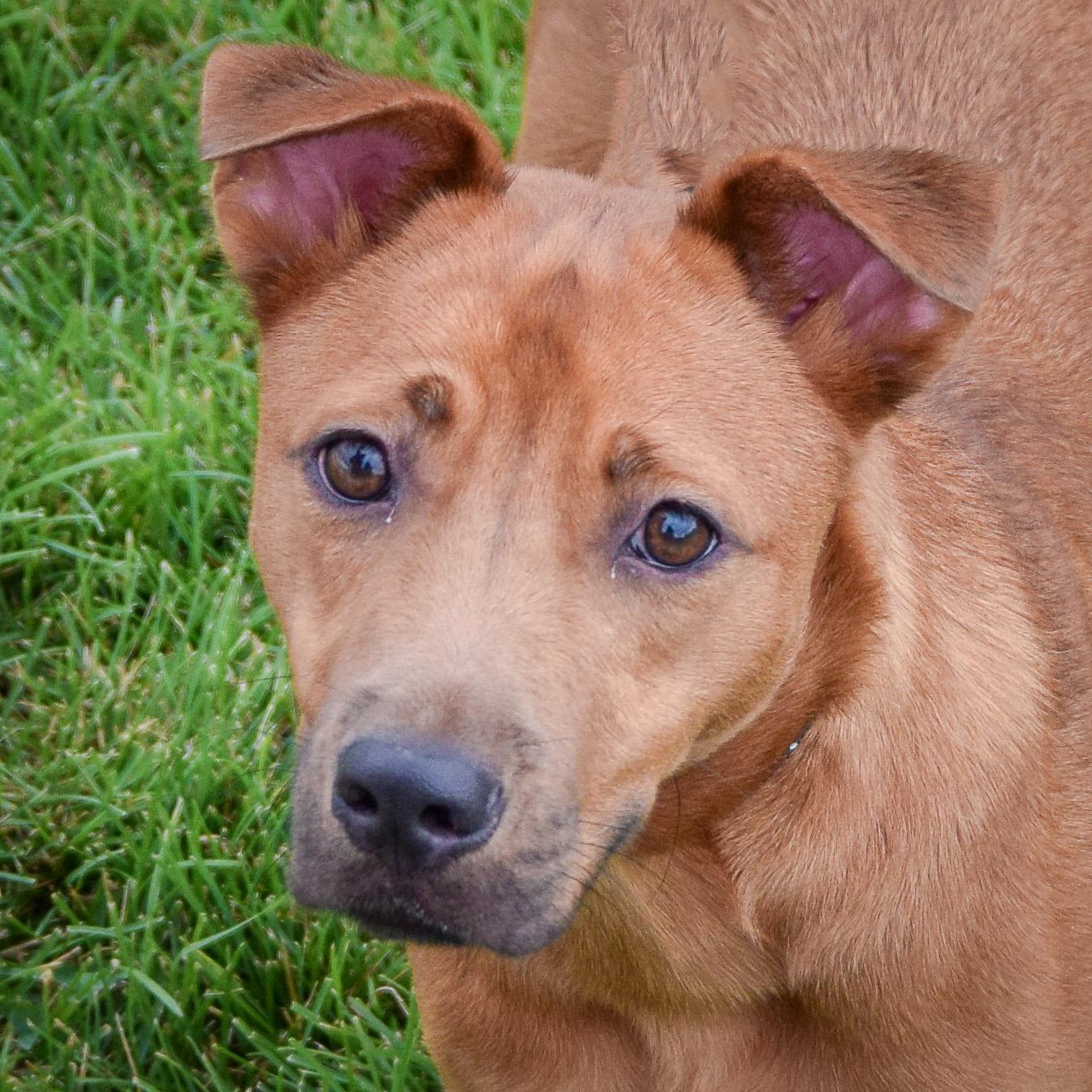 Butterfly, Adoptable, Young Female German Shepherd Dog & Patterdale Terrier / Fell Terrier.