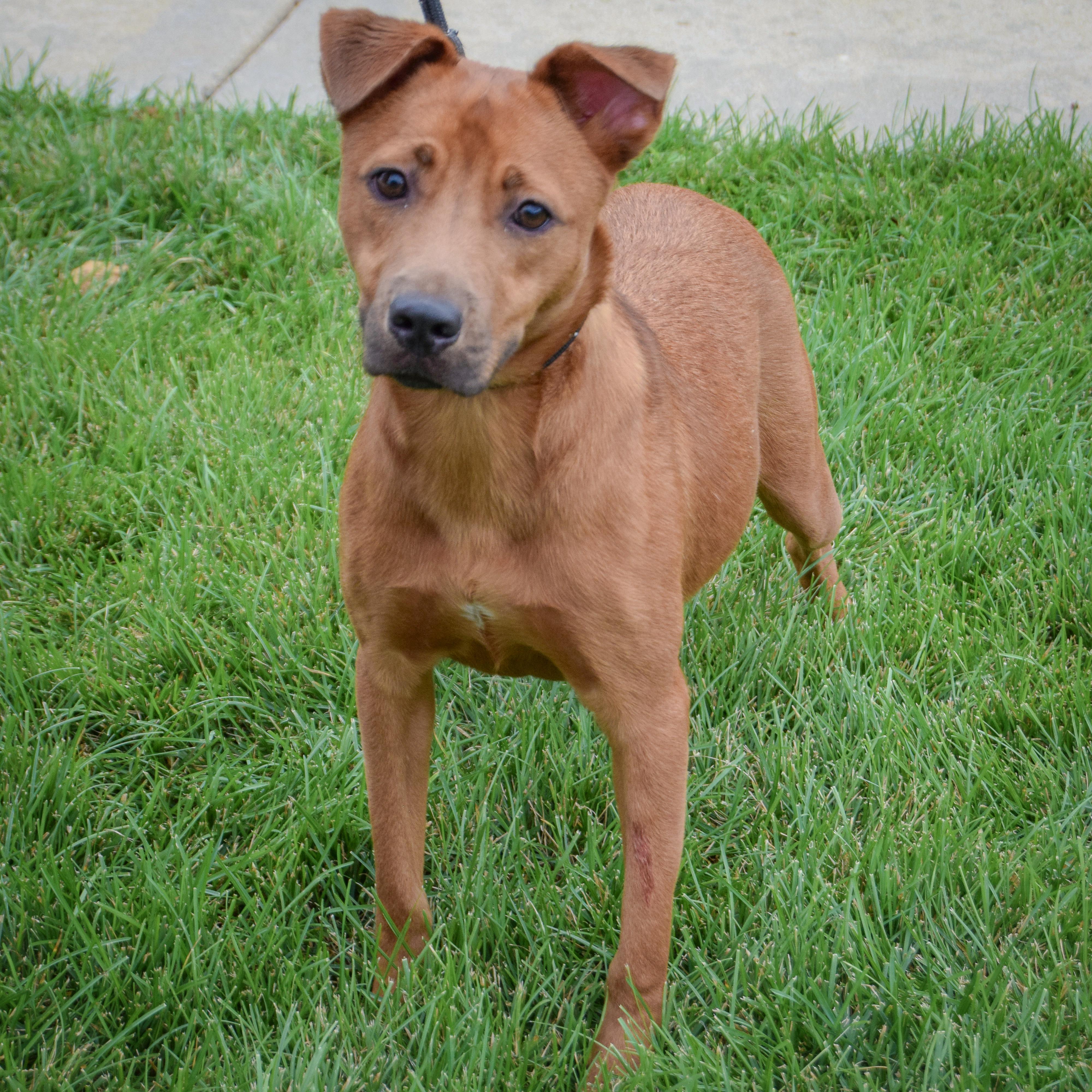 Enlarge Butterfly, a Adoptable mixed breed in Huntley, IL image 5/5