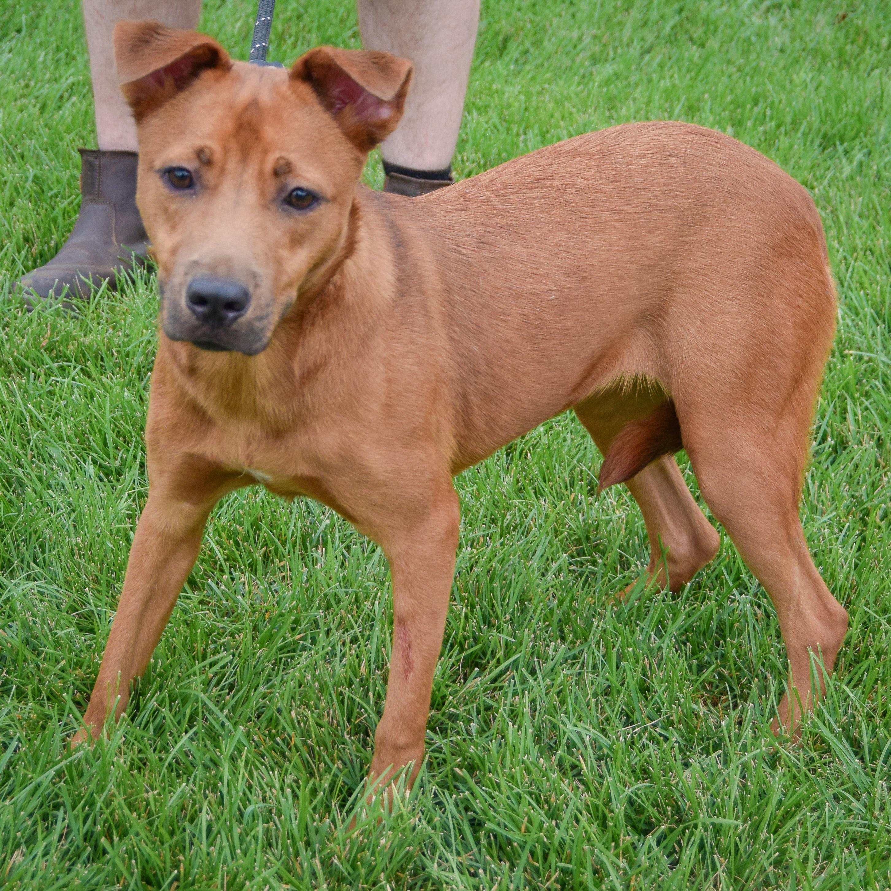 Enlarge Butterfly, a Adoptable mixed breed in Huntley, IL image 2/5
