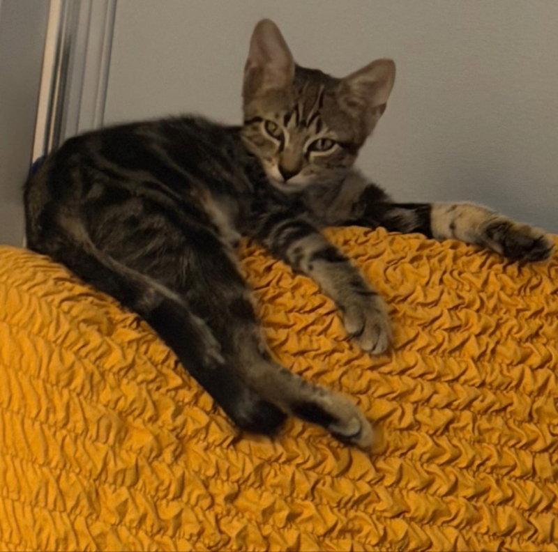 Olive Grace, Adopted, Kitten Female Domestic Short Hair & Tabby.