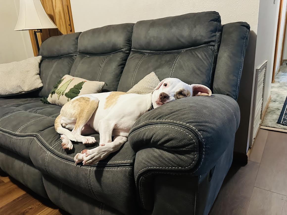 Enlarge Haven, a Adoptable mixed breed in Chandler, AZ image 2/6