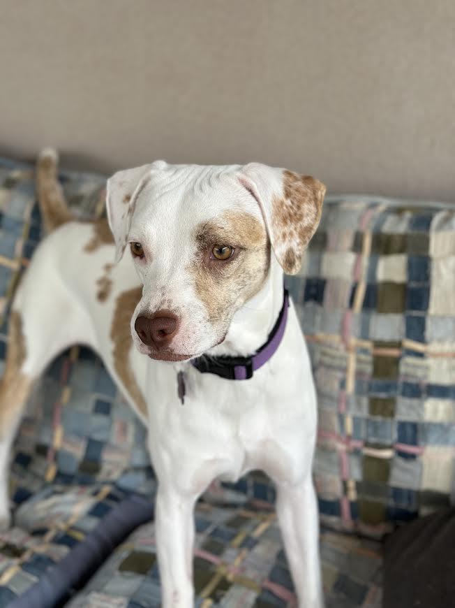 Enlarge Haven, a Adoptable mixed breed in Chandler, AZ image 5/6