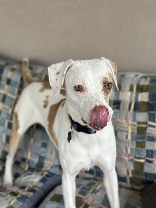 Haven, Adoptable, Young Female Pointer.