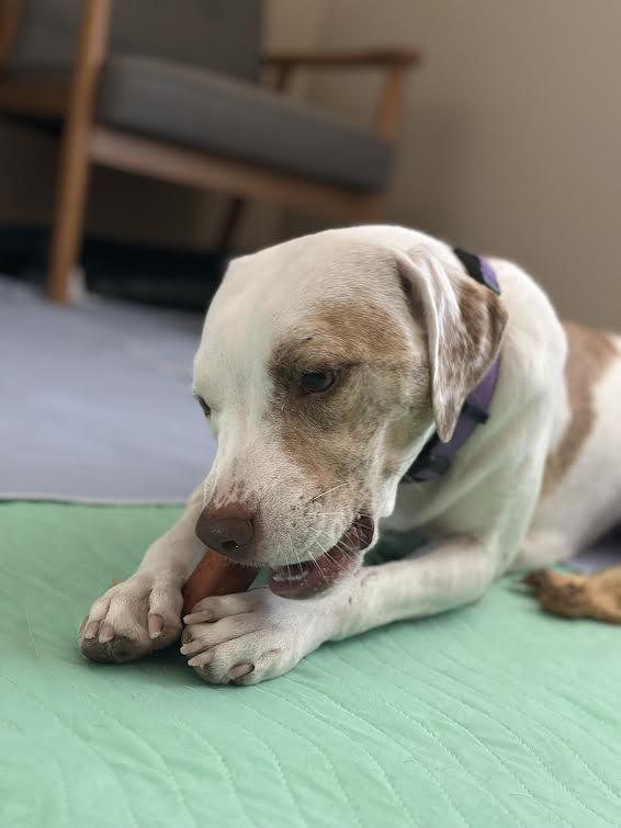 Enlarge Haven, a Adoptable mixed breed in Chandler, AZ image 4/6
