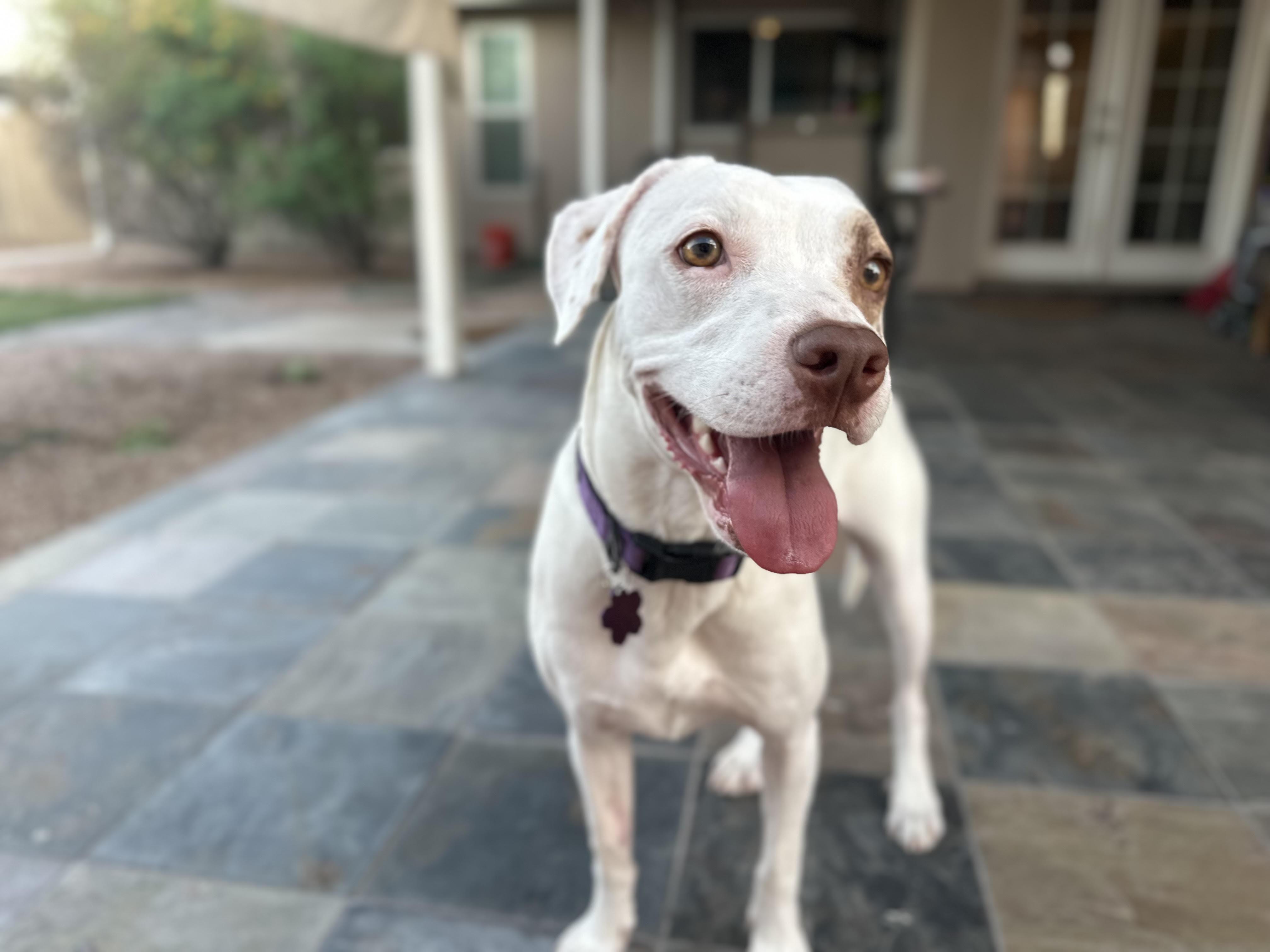 Enlarge Haven, a Adoptable mixed breed in Chandler, AZ image 3/6