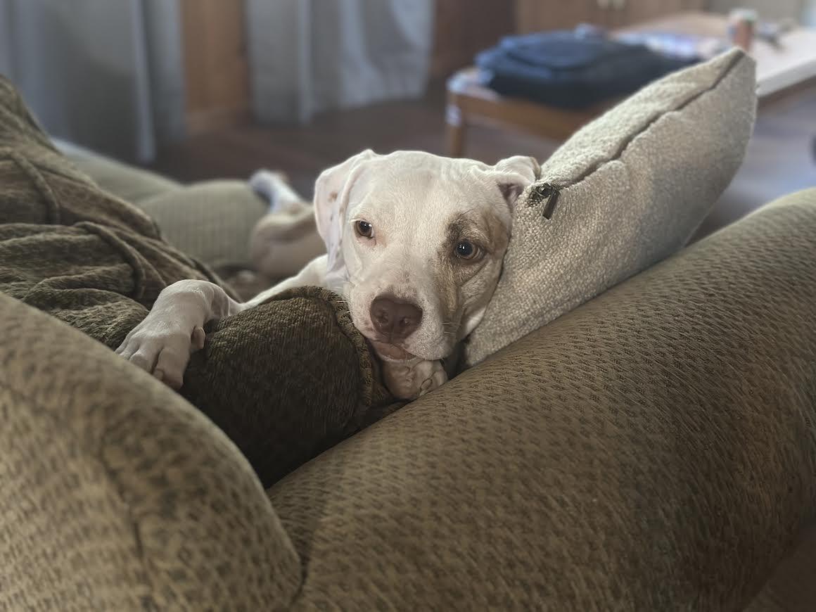 Enlarge Haven, a Adoptable mixed breed in Chandler, AZ image 6/6