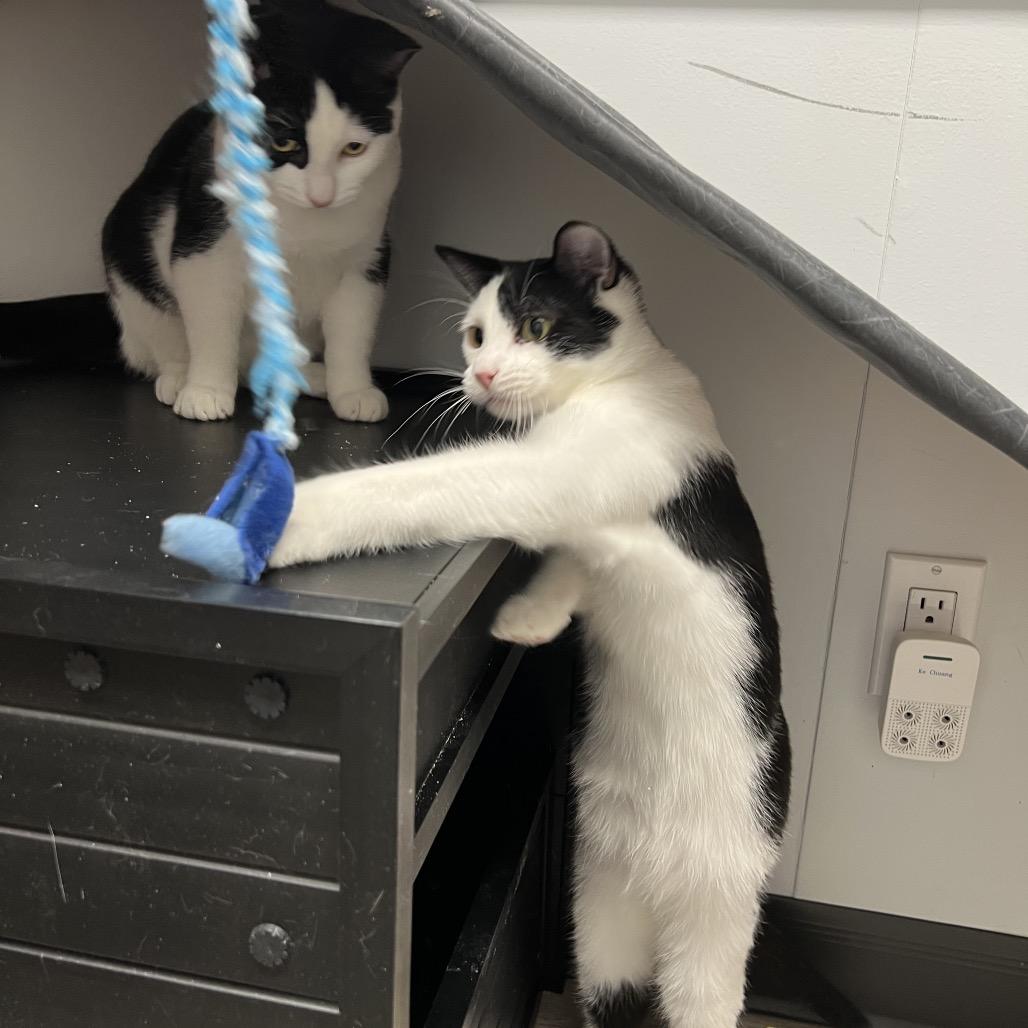 Ozzy, Adoptable, Young Male Domestic Short Hair.