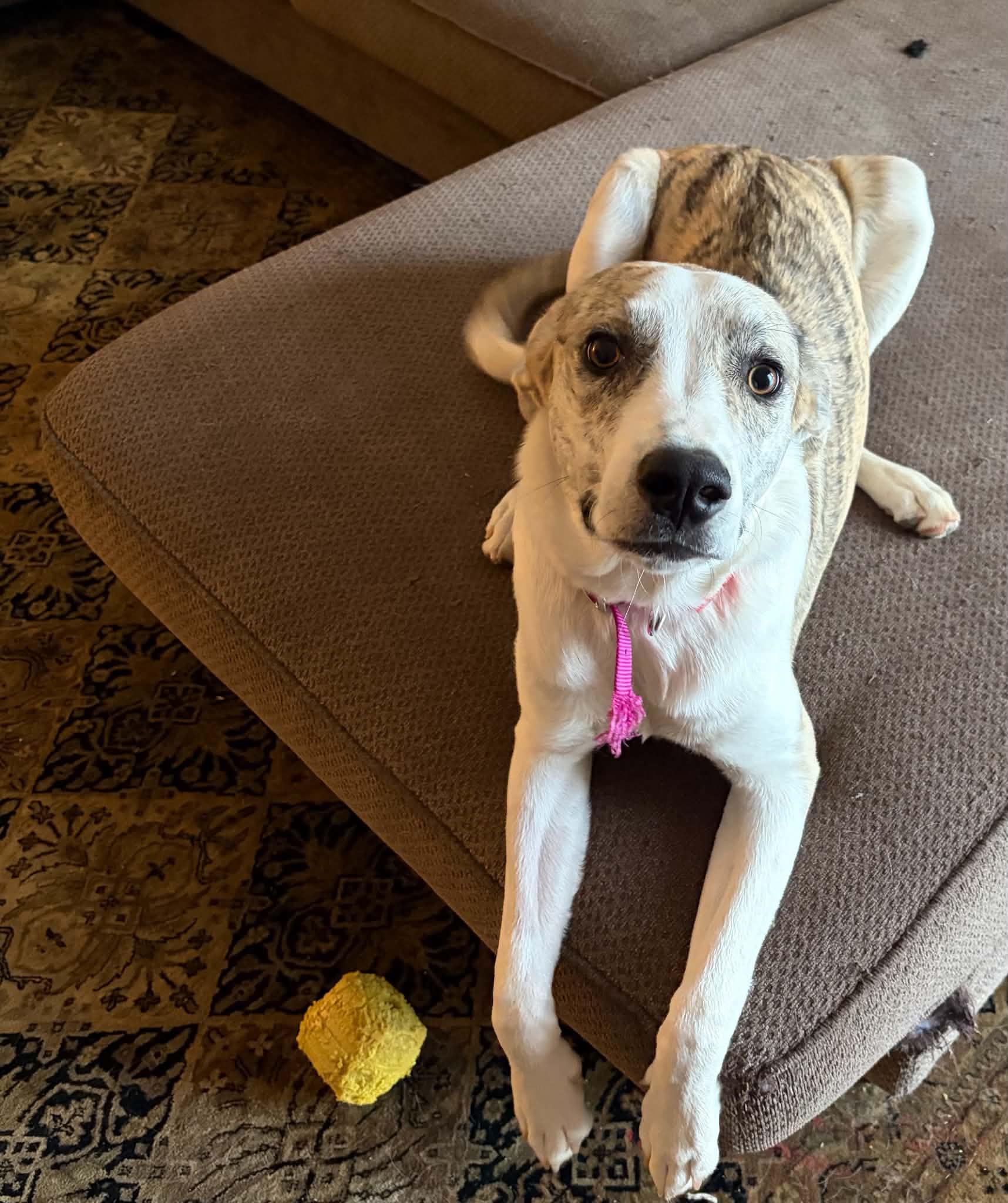 Callie photo
