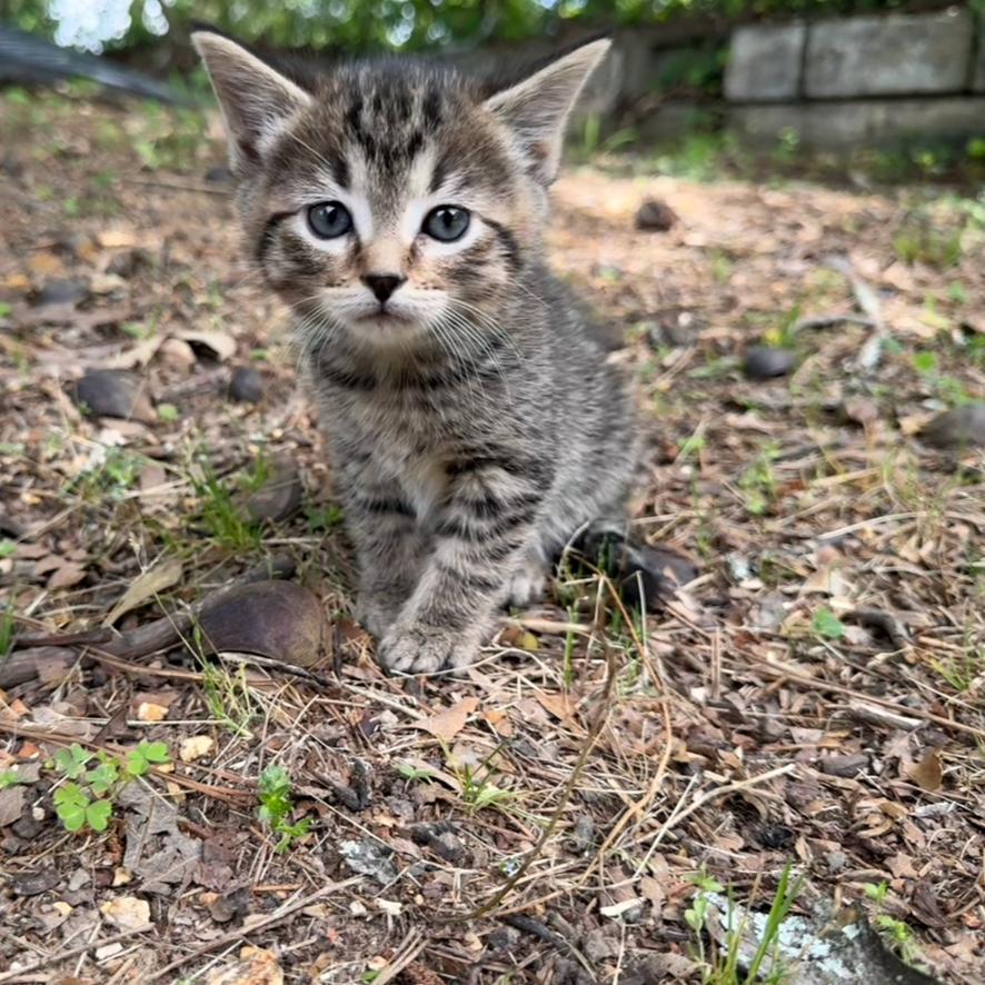 Lita, Adoptable, Kitten Female Domestic Short Hair.