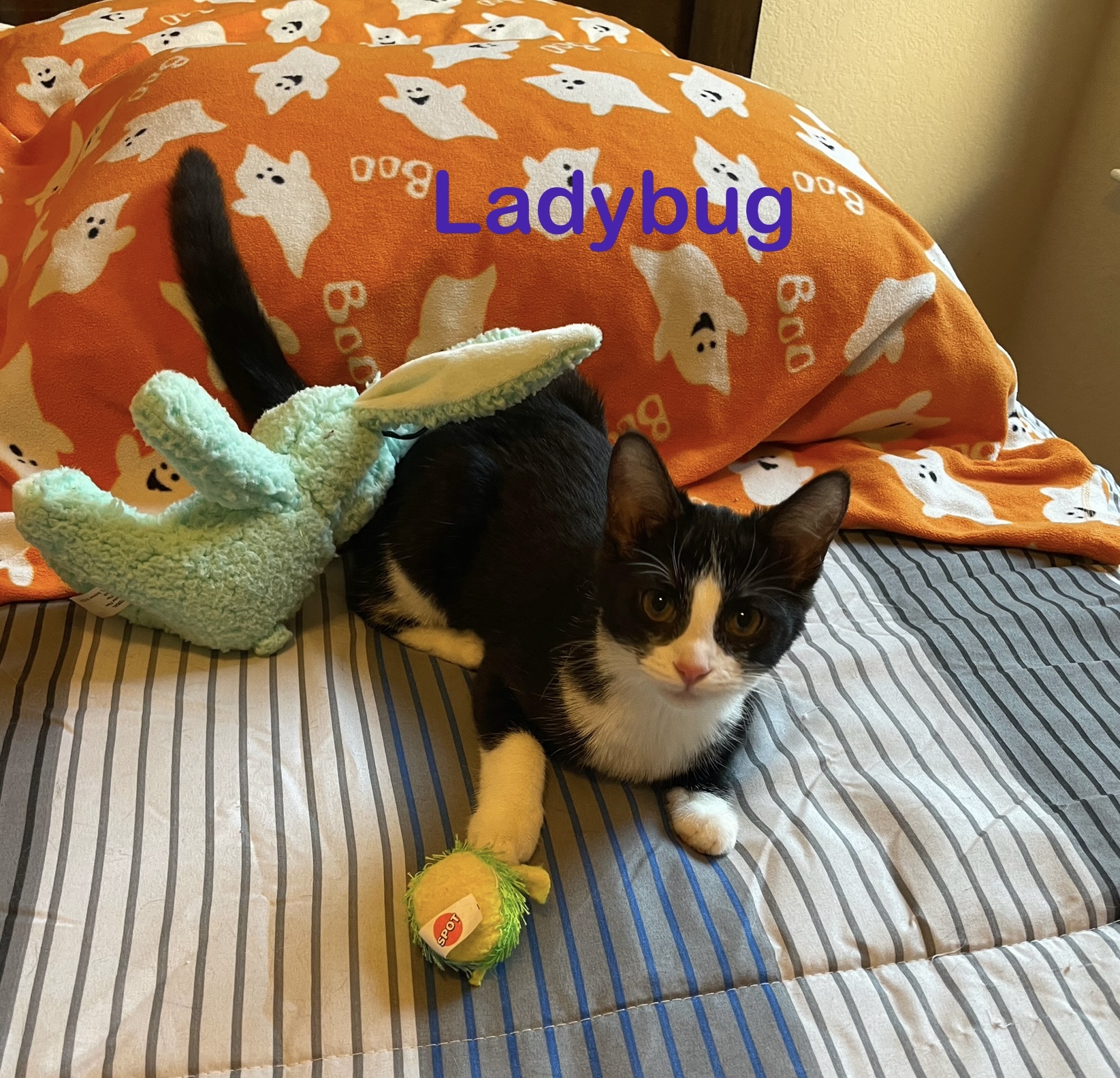 Cats & Kittens, a Adoptable Domestic Short Hair in Houston, TX image 1/4