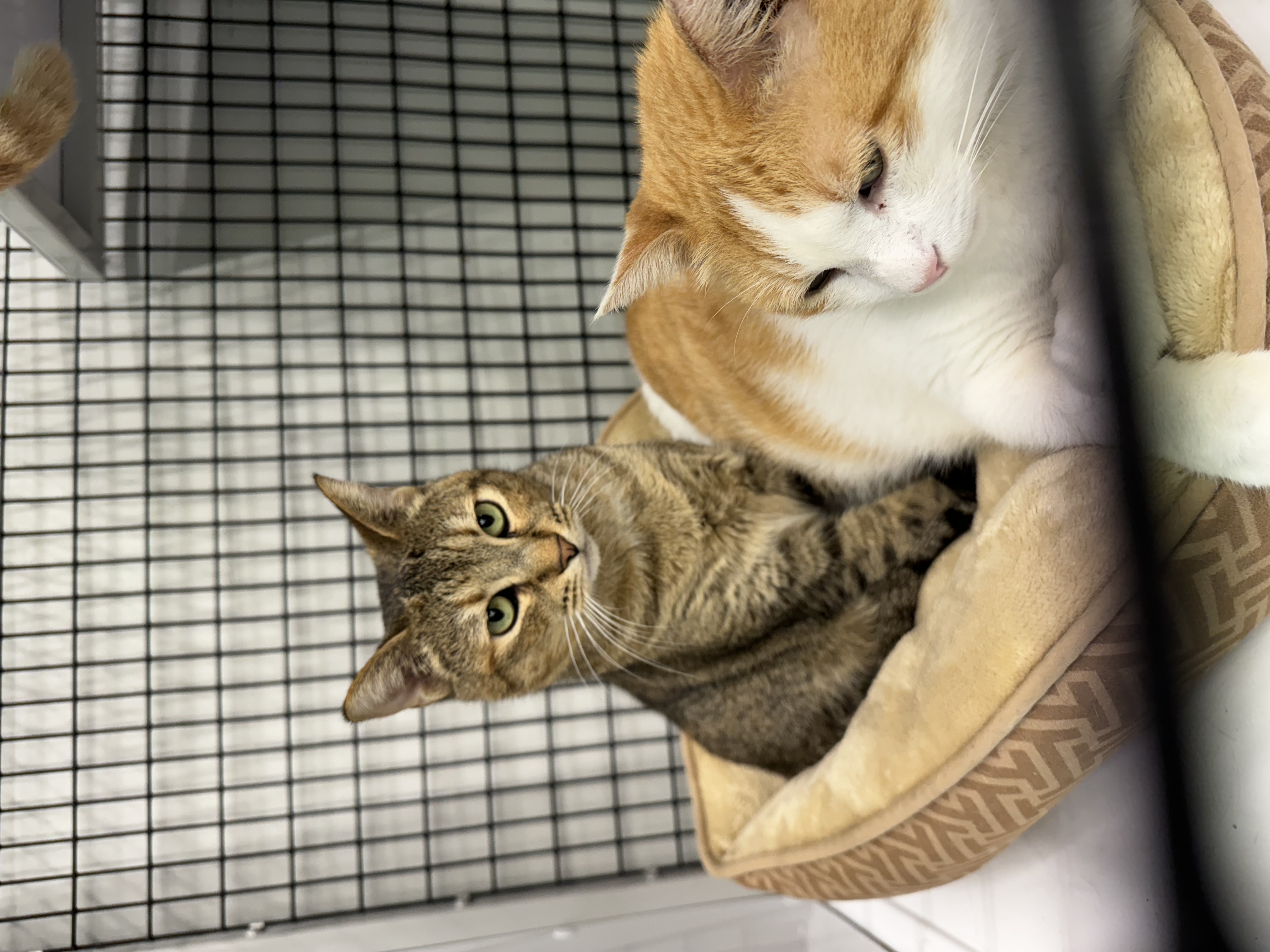 Cats & Kittens, a Adoptable Domestic Short Hair in Houston, TX image 2/4