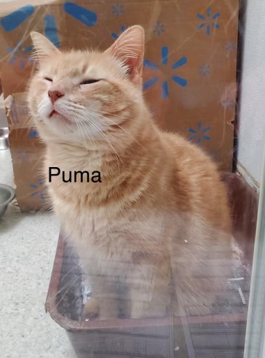 Cats & Kittens, a Adoptable Domestic Short Hair in Houston, TX image 3/4