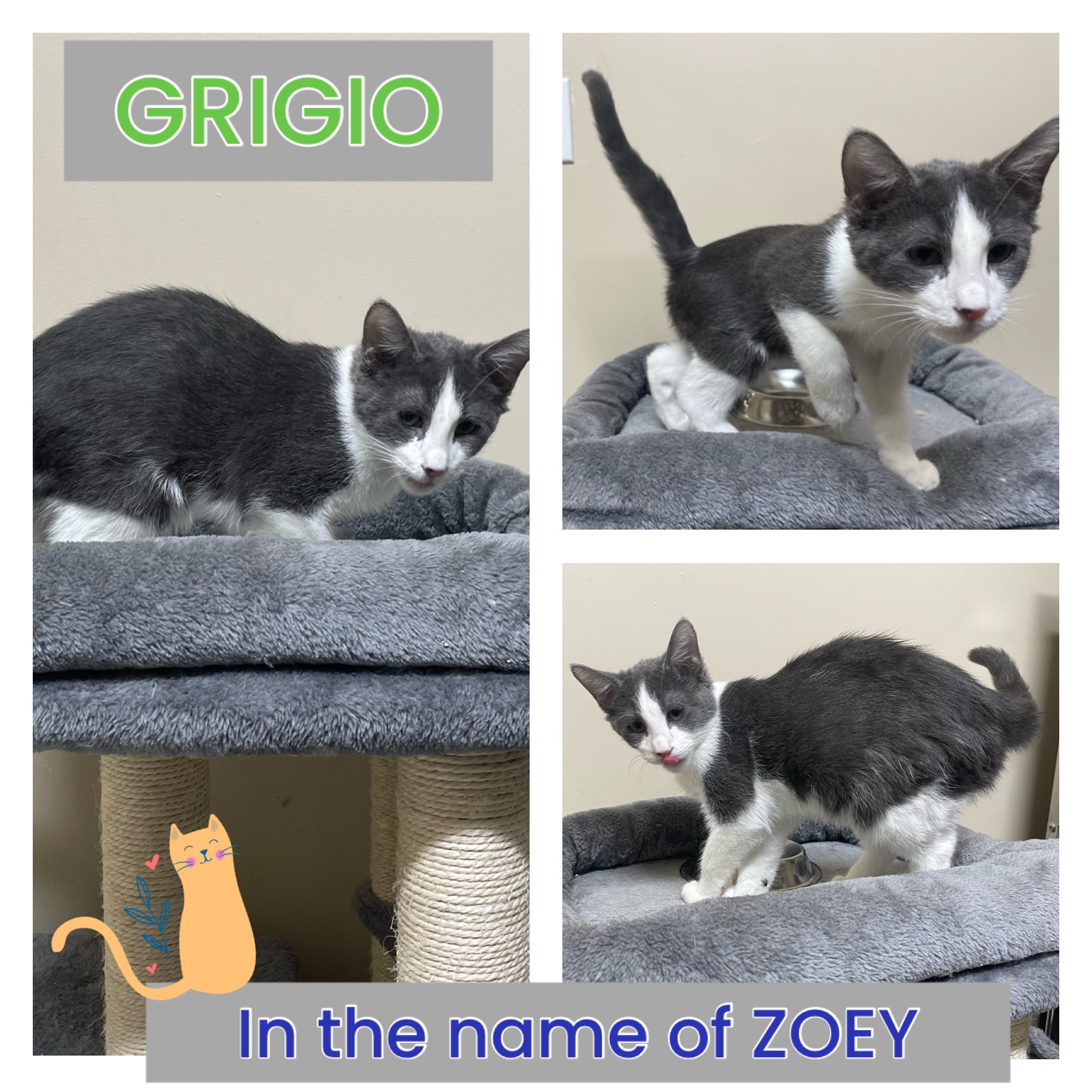 Cats & Kittens, a Adoptable Domestic Short Hair in Houston, TX image 4/4