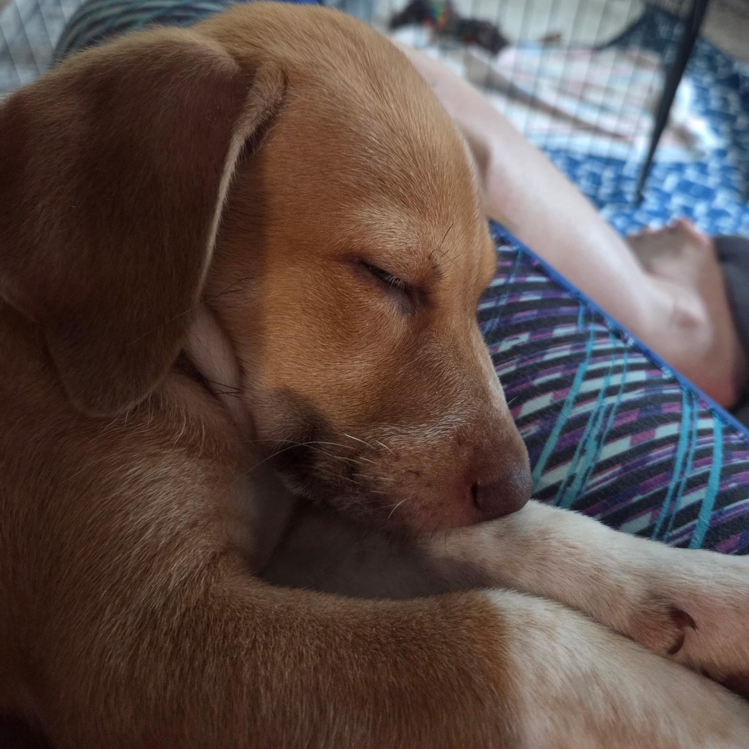 Eric, a ADOPTABLE mixed breed in Calabash, NC image 2/3