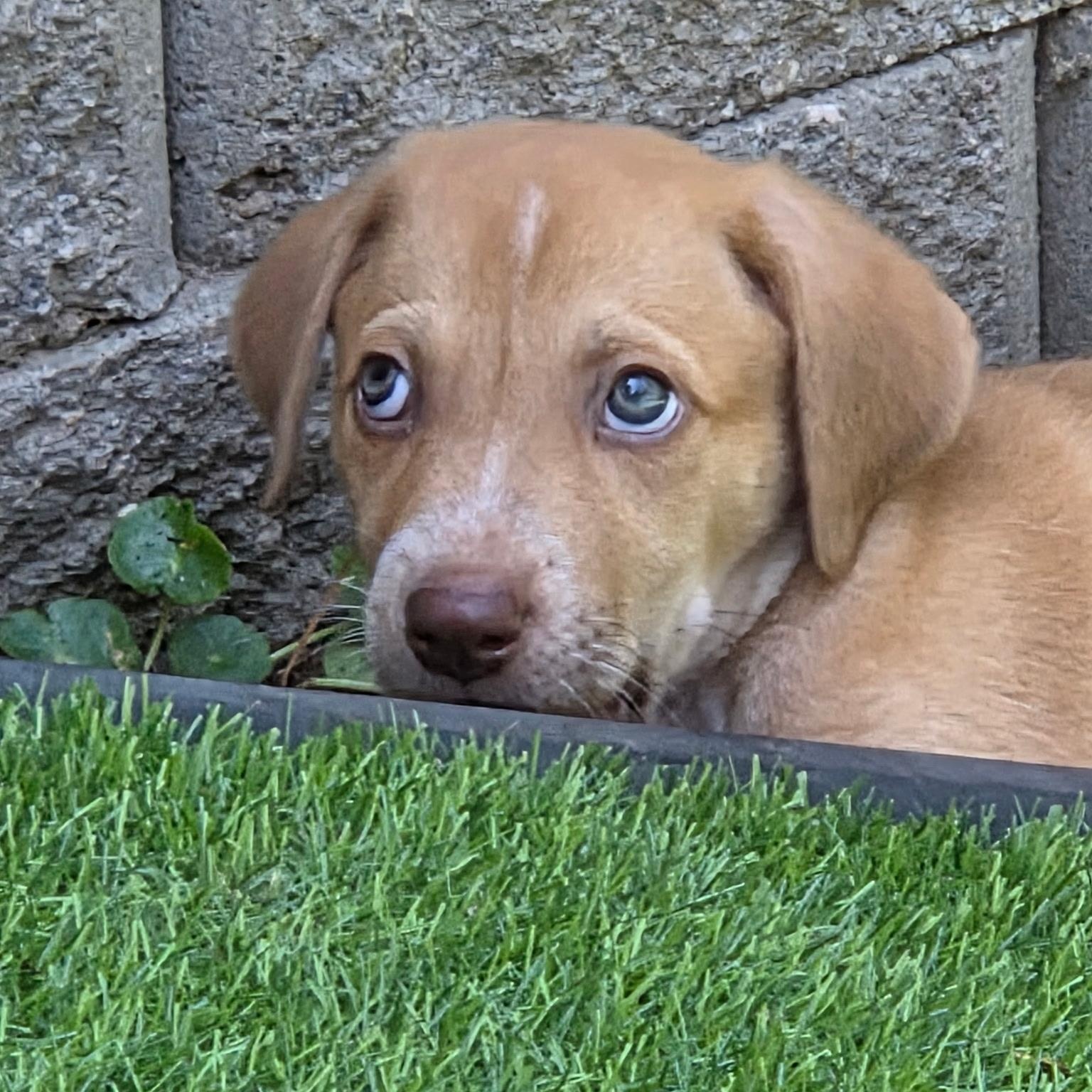 Eric, a ADOPTABLE mixed breed in Calabash, NC image 3/3