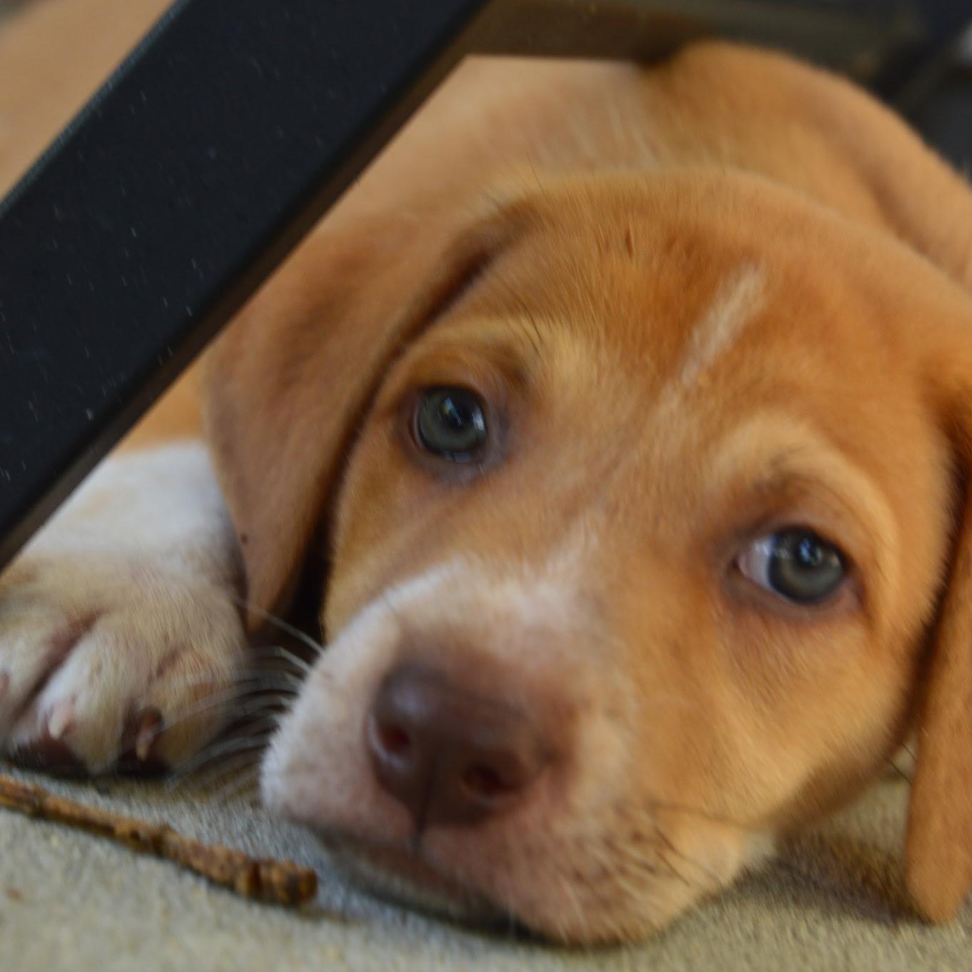 Eric, a ADOPTABLE mixed breed in Calabash, NC image 1/3