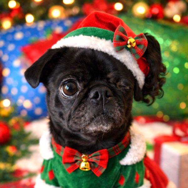 Abigail, adopted, Young Female Pug.