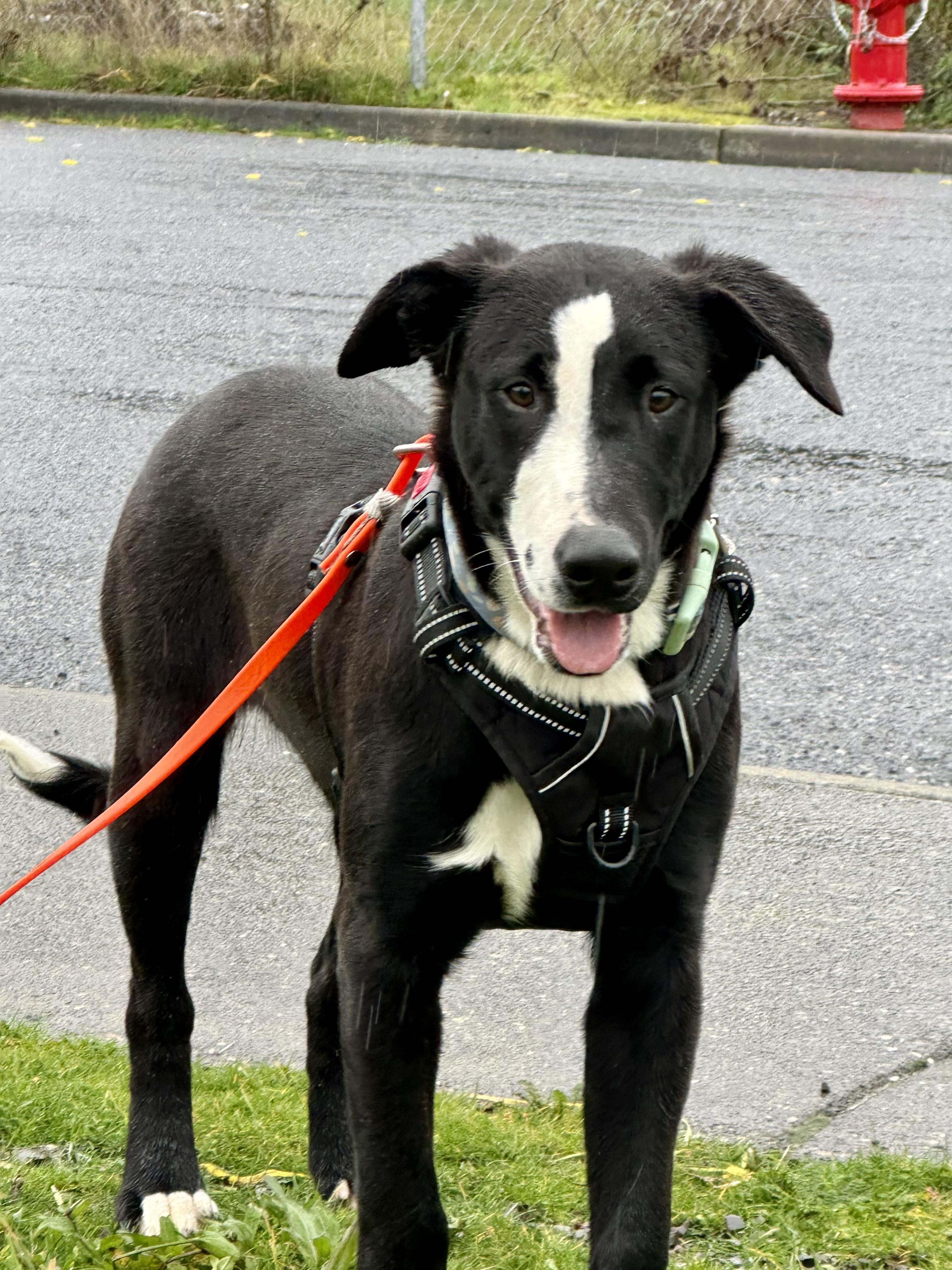 Walker, a ADOPTABLE mixed breed in Hood River, OR image 1/4