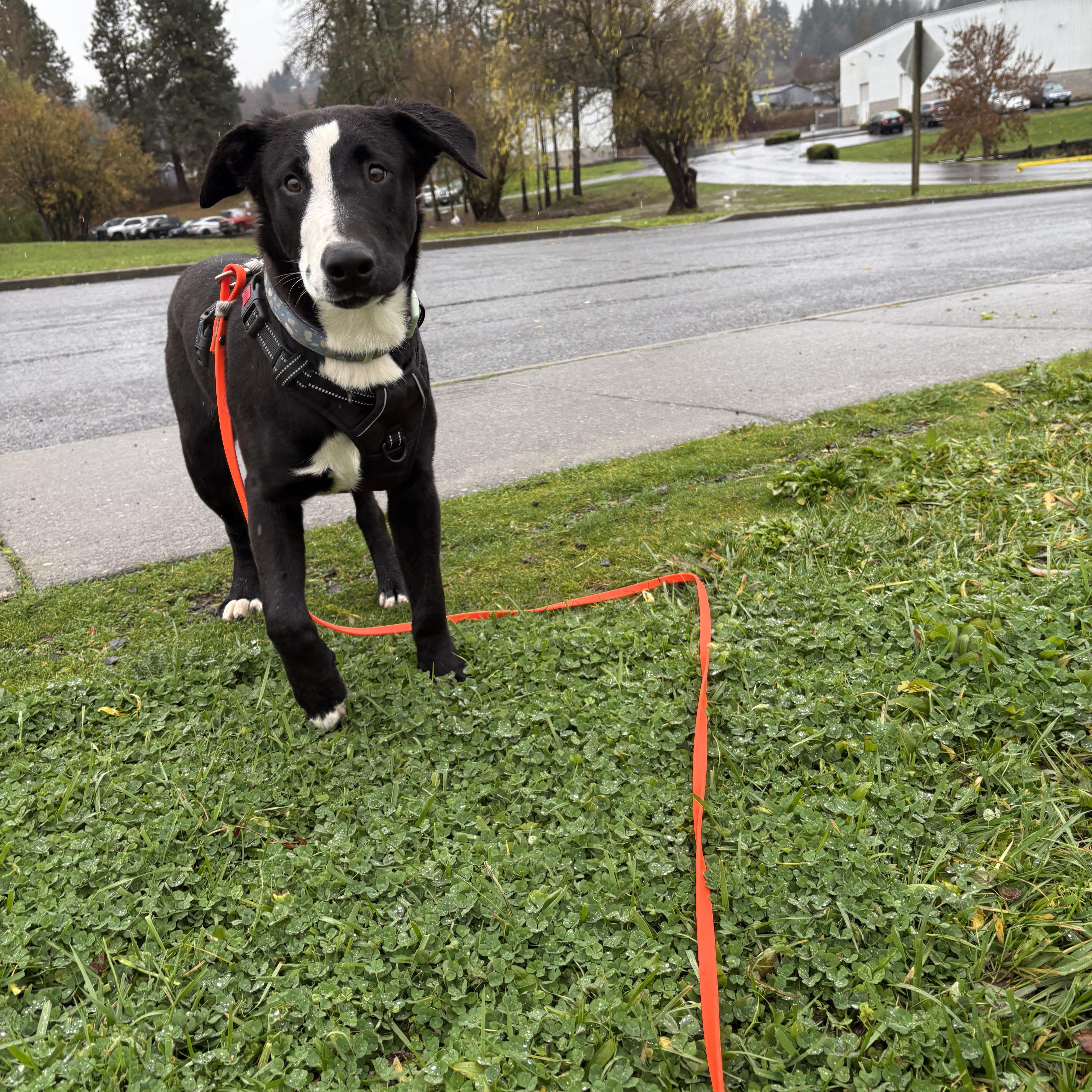 Walker, a ADOPTABLE mixed breed in Hood River, OR image 2/4