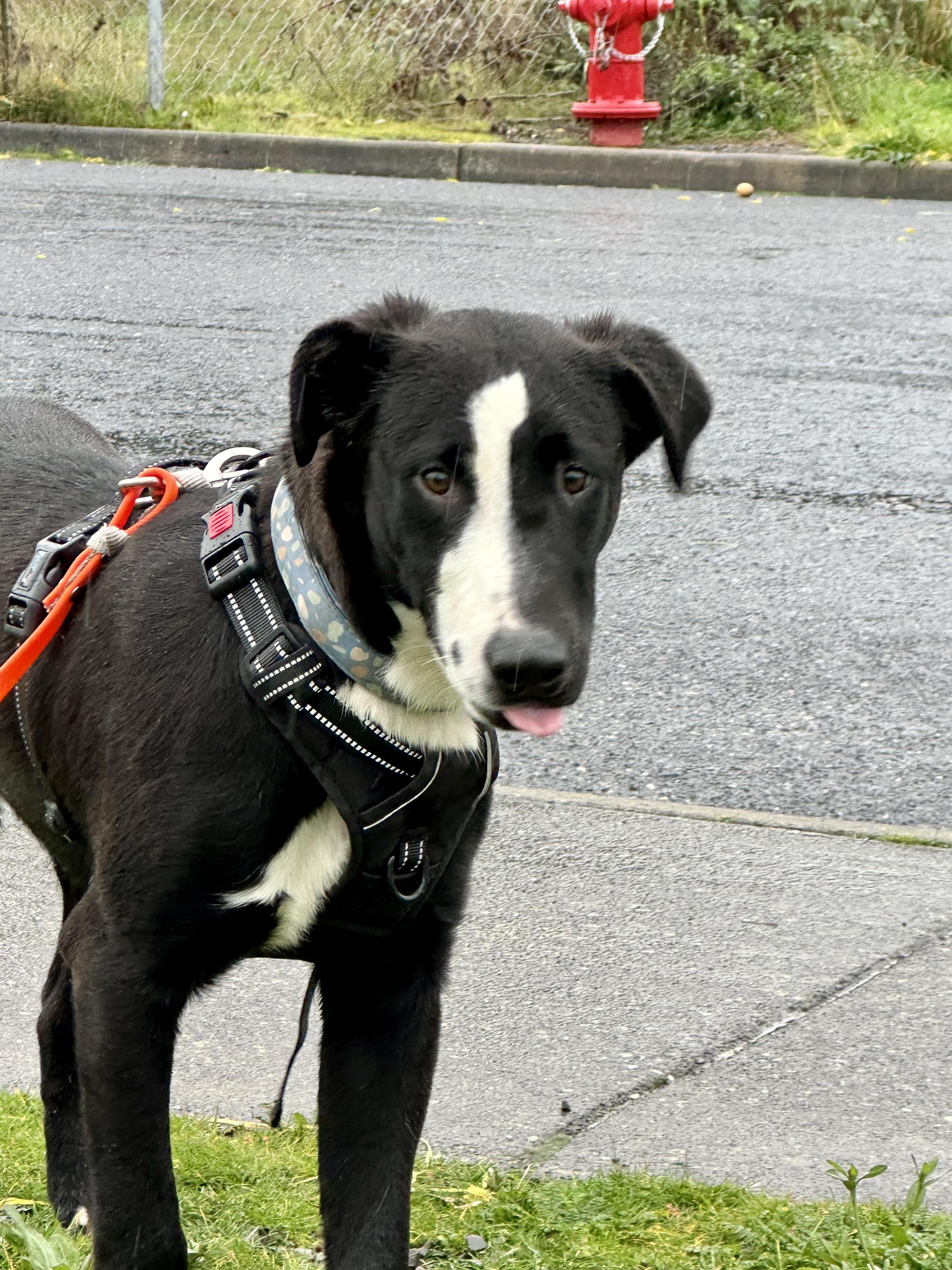 Walker, a ADOPTABLE mixed breed in Hood River, OR image 3/4