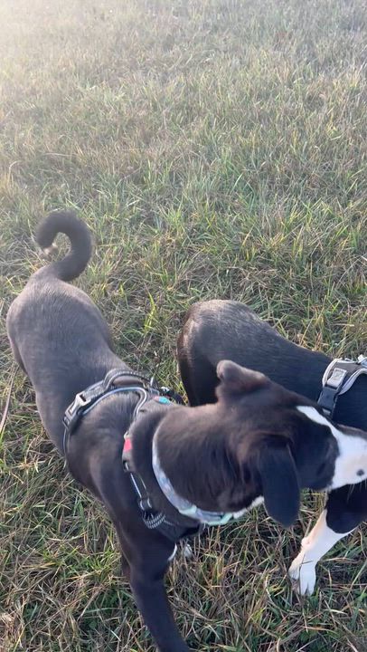 Enlarge Walker, a ADOPTABLE mixed breed in Hood River, OR video 4/4