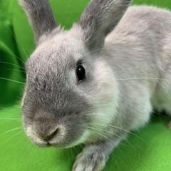 Enlarge McNugget, an adopted mixed breed in Haltom City, TX image 1/5