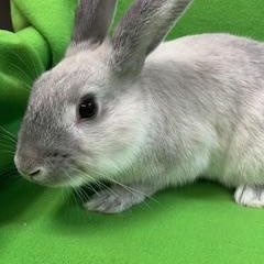 Enlarge McNugget, an adopted mixed breed in Haltom City, TX image 4/5