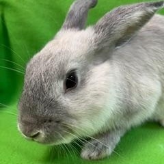 Enlarge McNugget, an adopted mixed breed in Haltom City, TX image 5/5