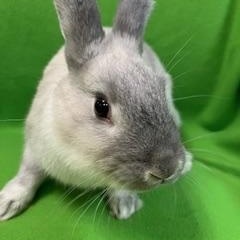 Enlarge McNugget, an adopted mixed breed in Haltom City, TX image 3/5